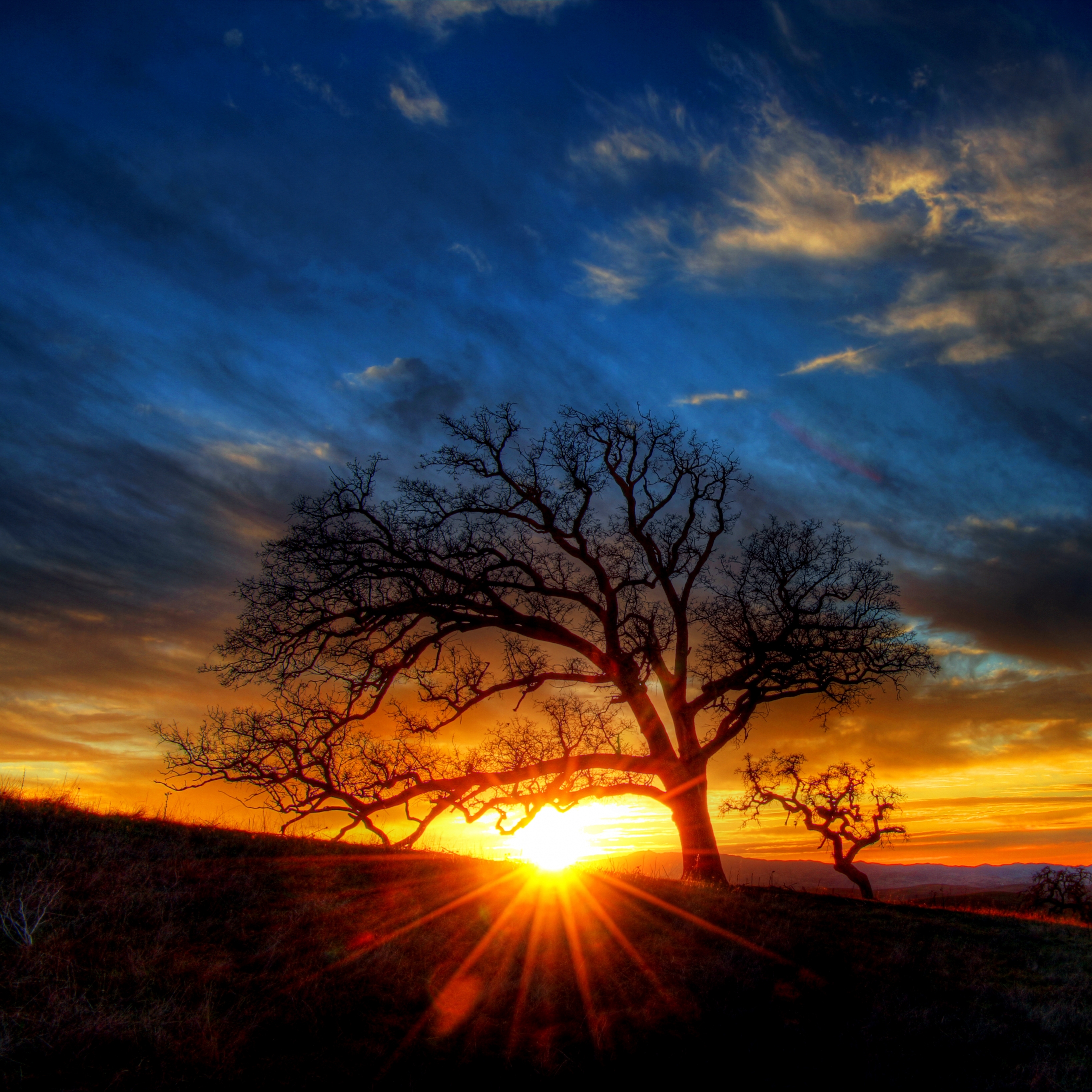 Free download wallpaper Nature, Sunset, Tree, Earth, Sunbeam, Sunbean on your PC desktop