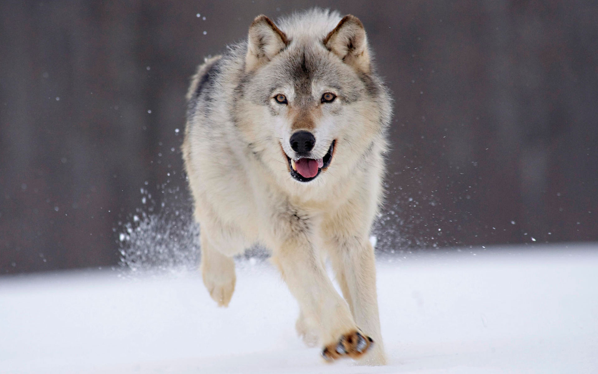 wolf, animal, running, snow, wolves