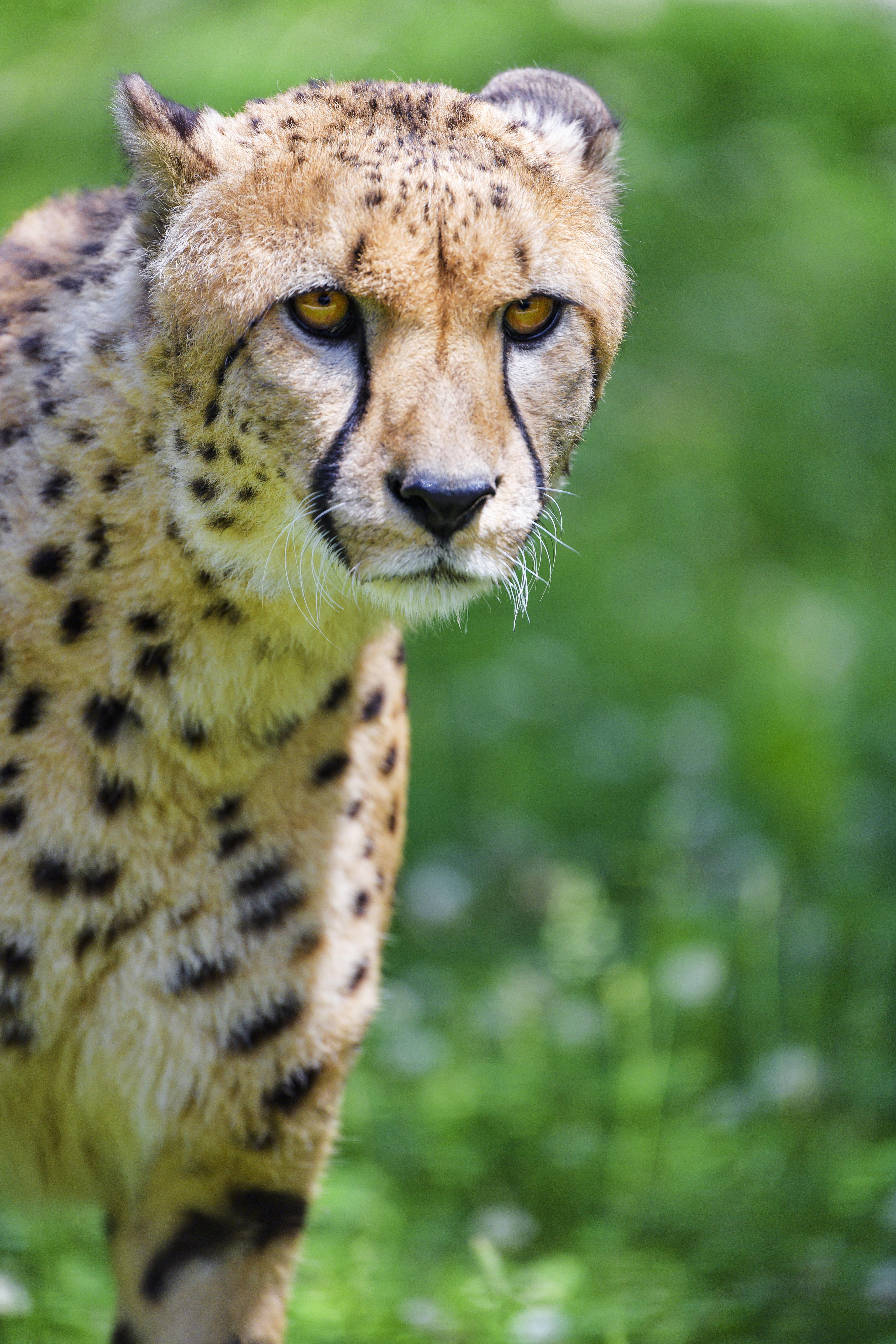 150917 descargar fondo de pantalla guepardo, animales, leopardo, bozal, depredador, gato grande, visión, opinión: protectores de pantalla e imágenes gratis