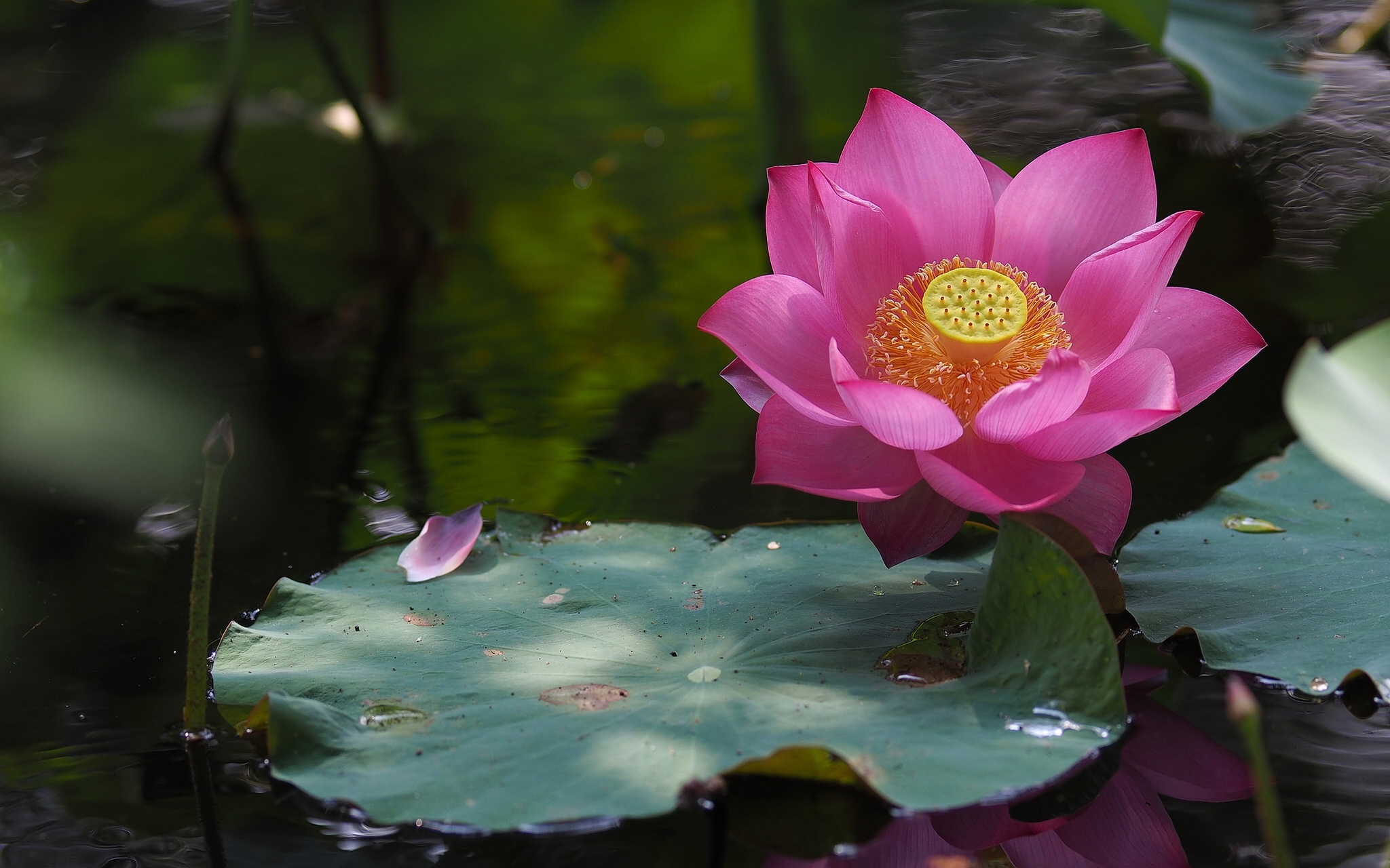 Laden Sie das Blumen, Wasser, Lotus, Blume, Blatt, Seerose, Erde/natur, Pinke Blume-Bild kostenlos auf Ihren PC-Desktop herunter