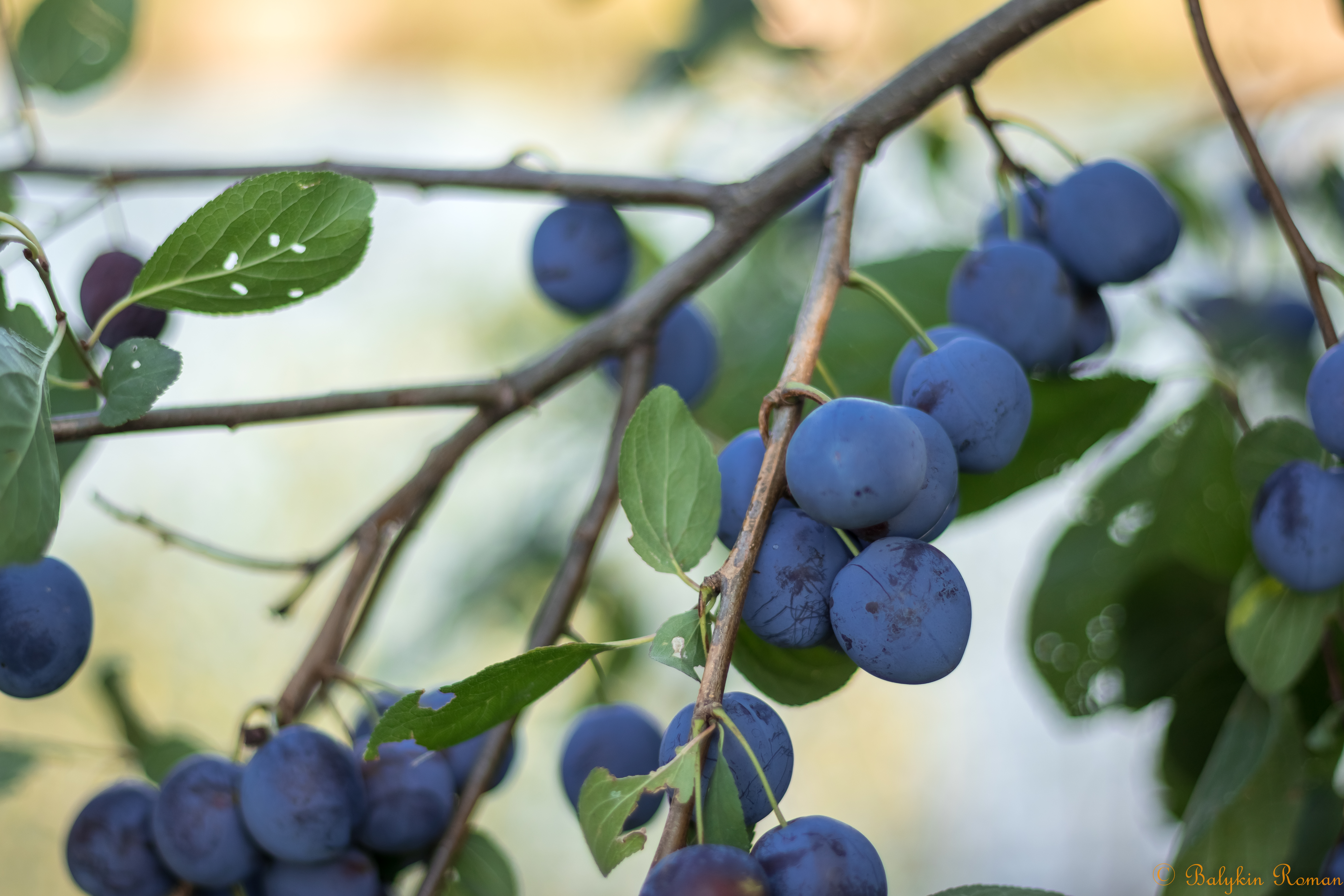 Laden Sie das Frucht, Nahrungsmittel-Bild kostenlos auf Ihren PC-Desktop herunter