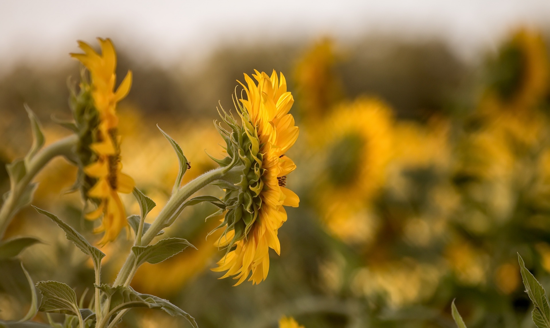 Download mobile wallpaper Nature, Flowers, Summer, Flower, Earth, Sunflower, Yellow Flower, Depth Of Field for free.