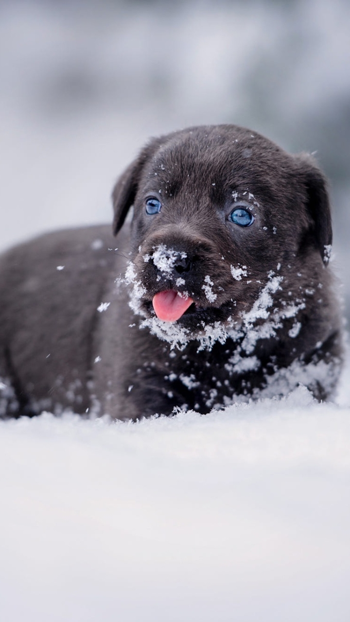 Download mobile wallpaper Winter, Dogs, Snow, Dog, Animal, Puppy, Baby Animal for free.