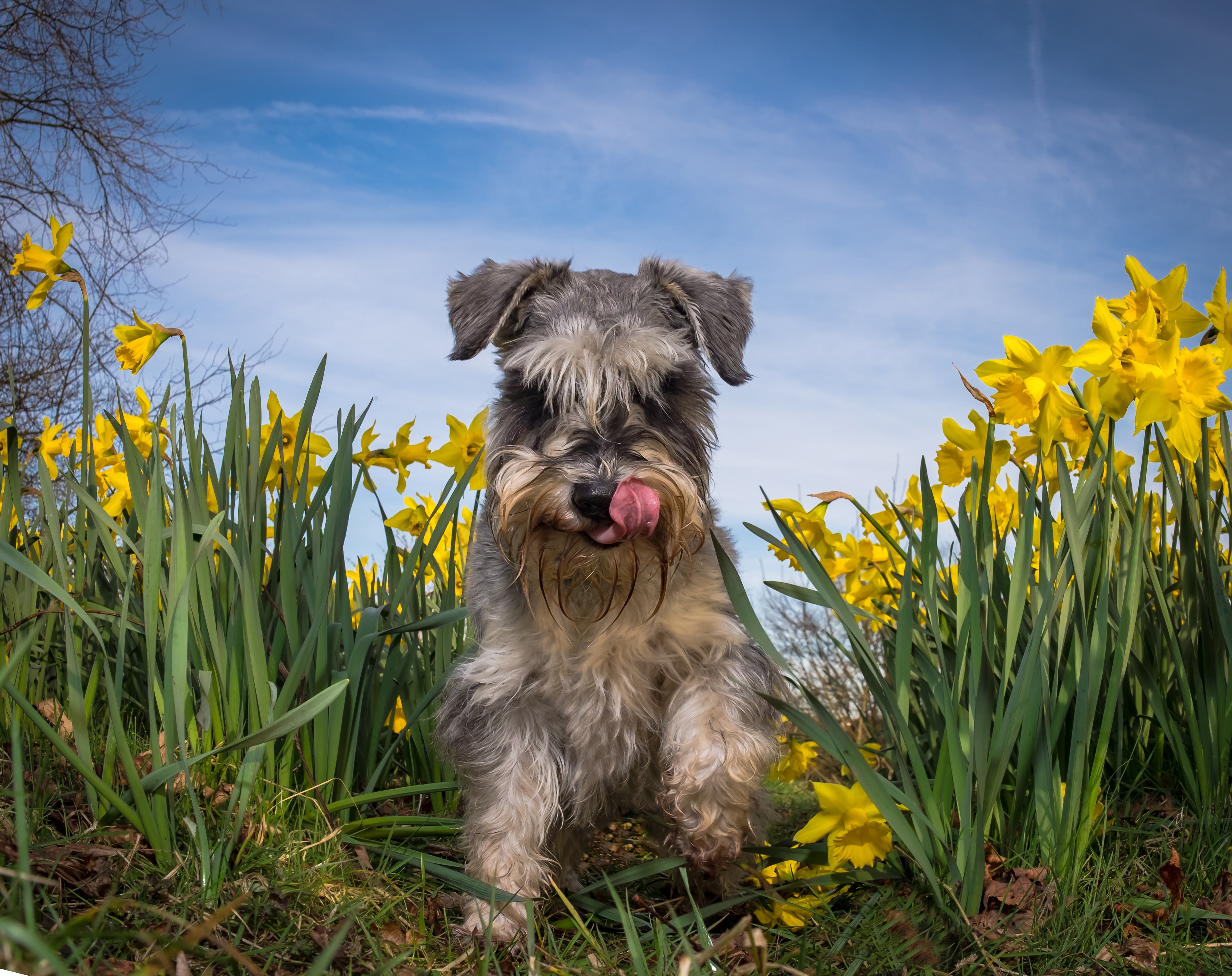 animal, schnauzer, daffodil, dog, yellow flower, dogs