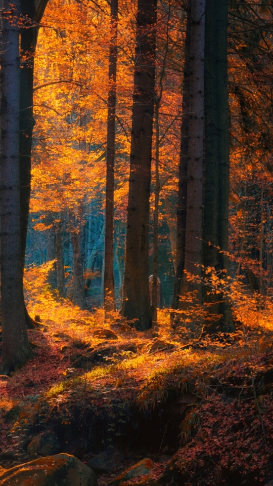 Скачать картинку Природа, Осень, Лес, Дерево, Темный, Тьма, Падать, Земля/природа в телефон бесплатно.
