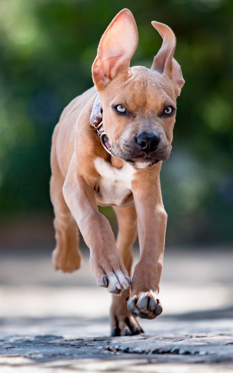 animal, bull terrier, running, puppy, staffordshire bull terrier, dog, dogs
