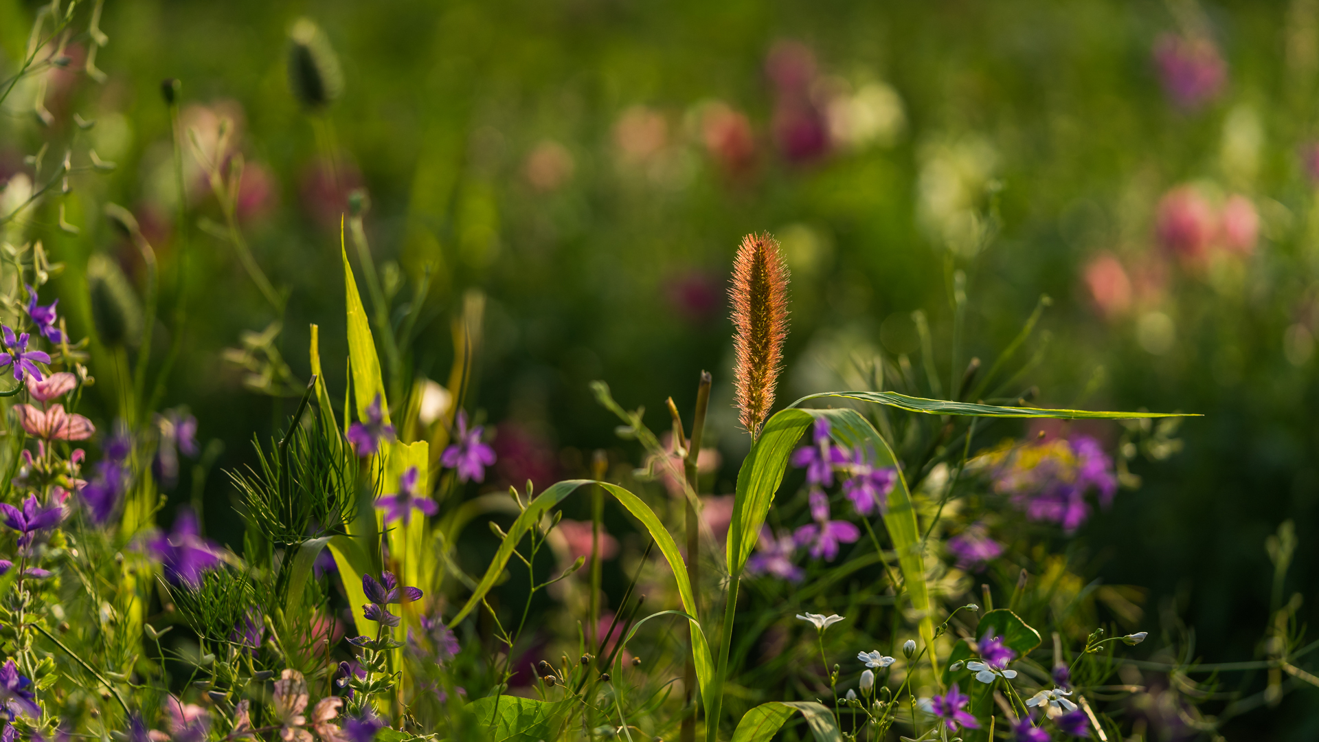 Flowers  4k Wallpaper