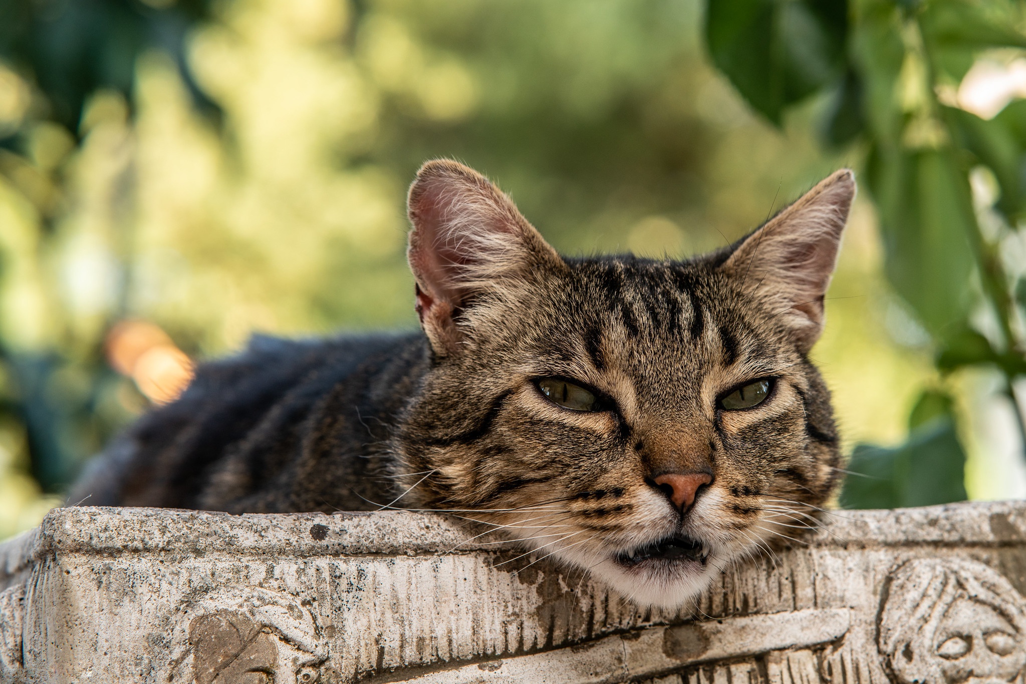 Handy-Wallpaper Tiere, Katzen, Katze kostenlos herunterladen.