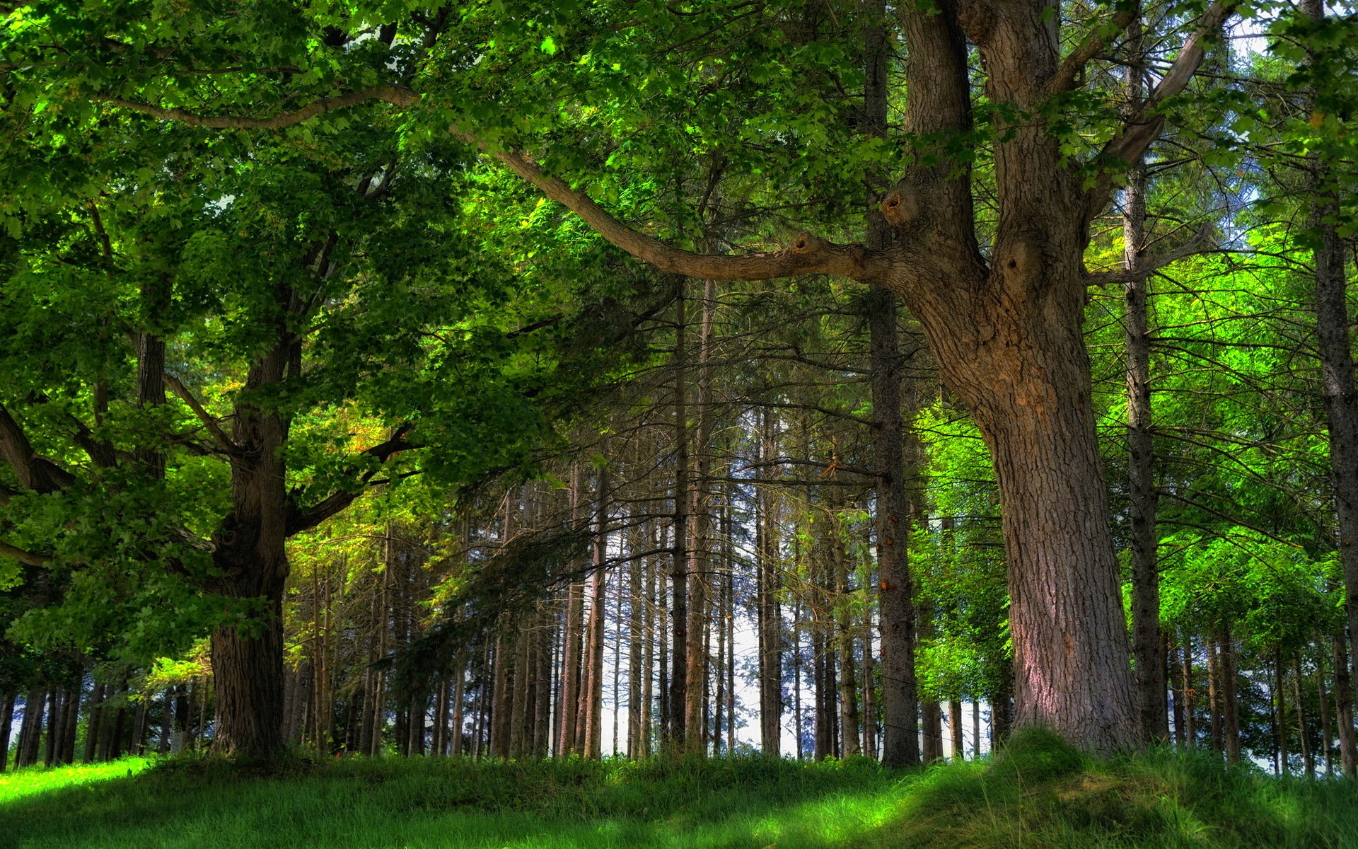 Завантажити шпалери безкоштовно Ліс, Дерево, Земля картинка на робочий стіл ПК
