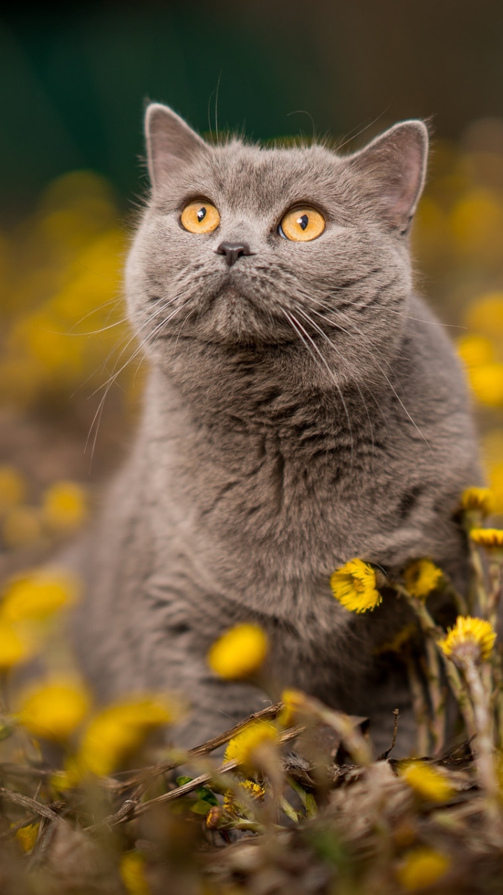 無料モバイル壁紙動物, ネコ, 猫, 黄色い花をダウンロードします。