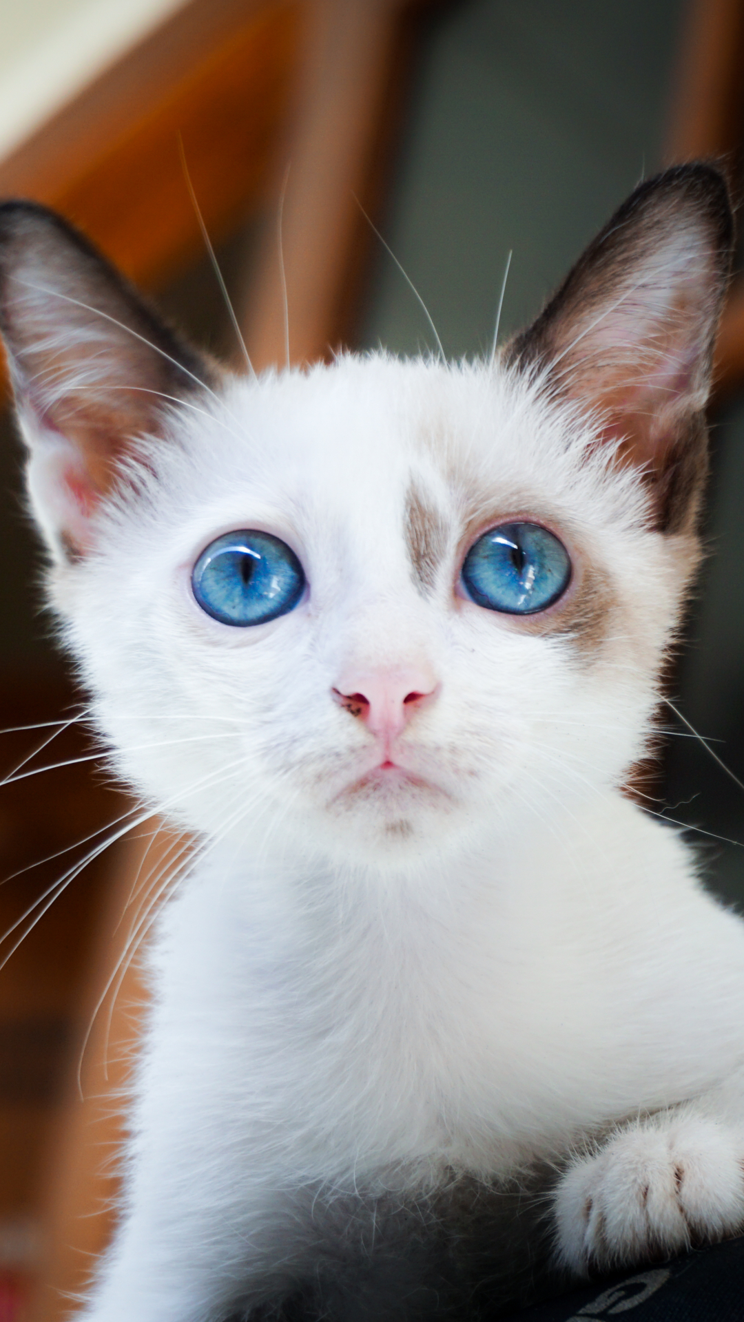 Download mobile wallpaper Cats, Cat, Kitten, Animal, Blue Eyes, Baby Animal for free.