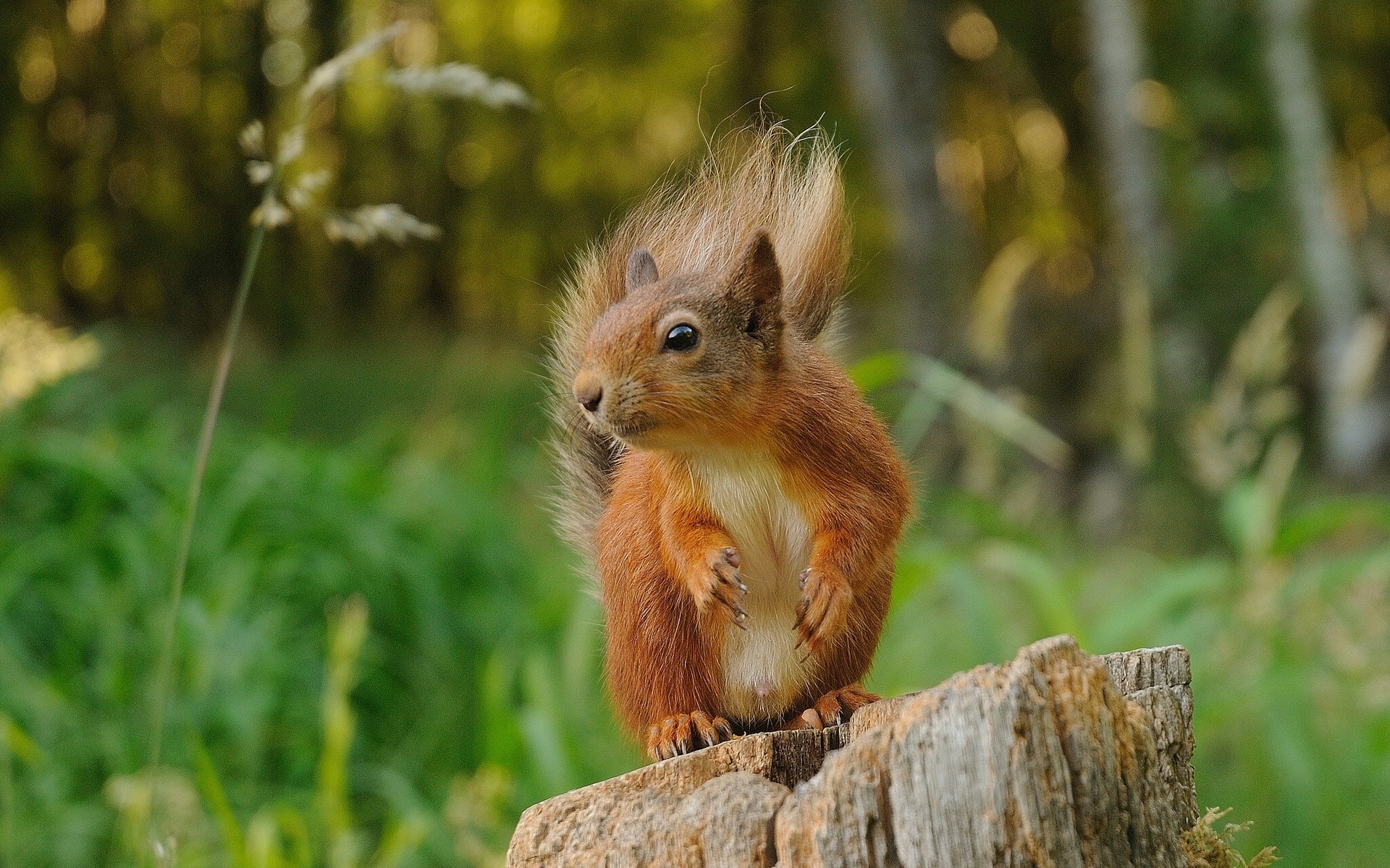 Download mobile wallpaper Squirrel, Animal for free.