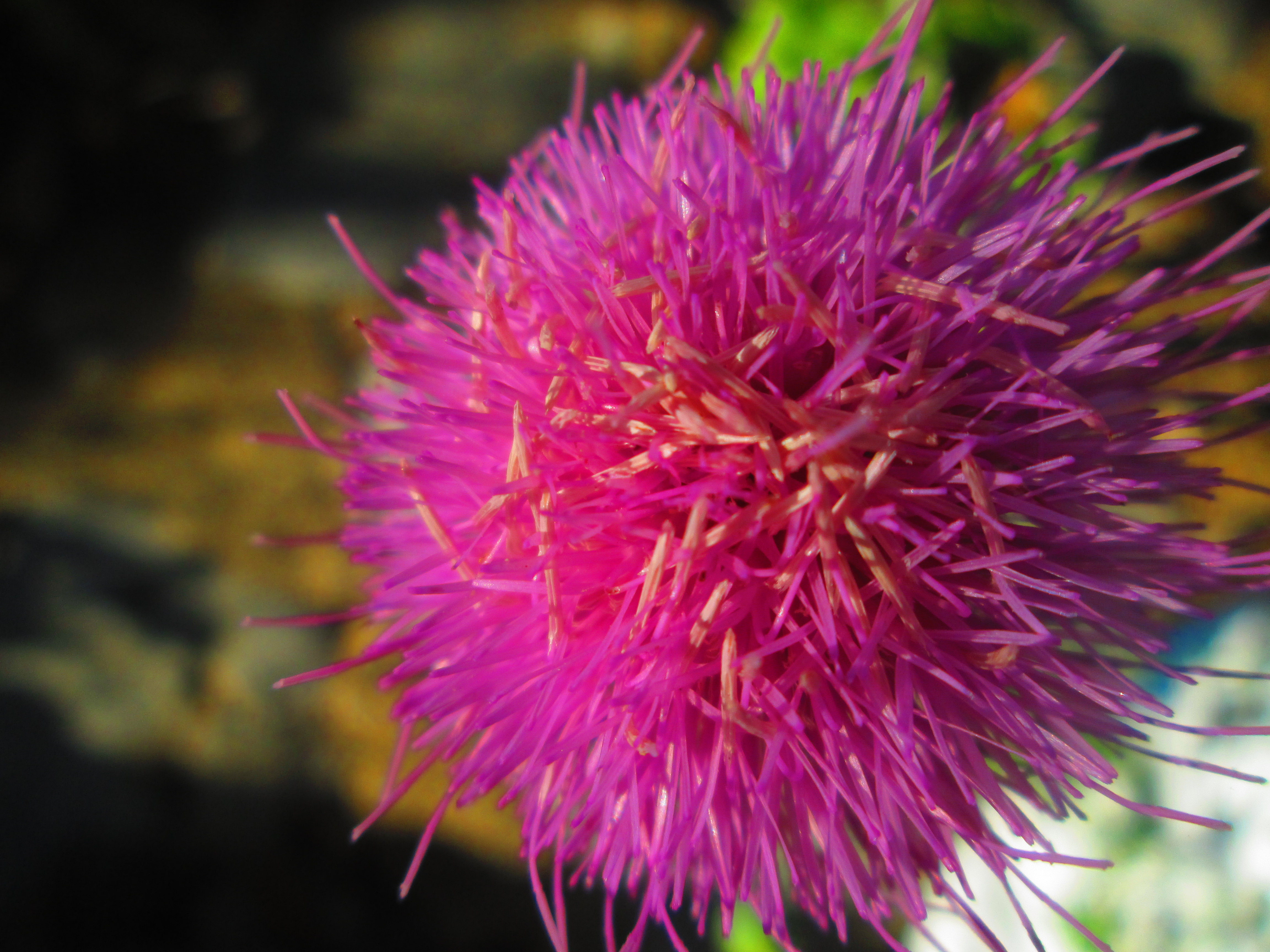 Descarga gratuita de fondo de pantalla para móvil de Flores, Flor, Tierra/naturaleza.