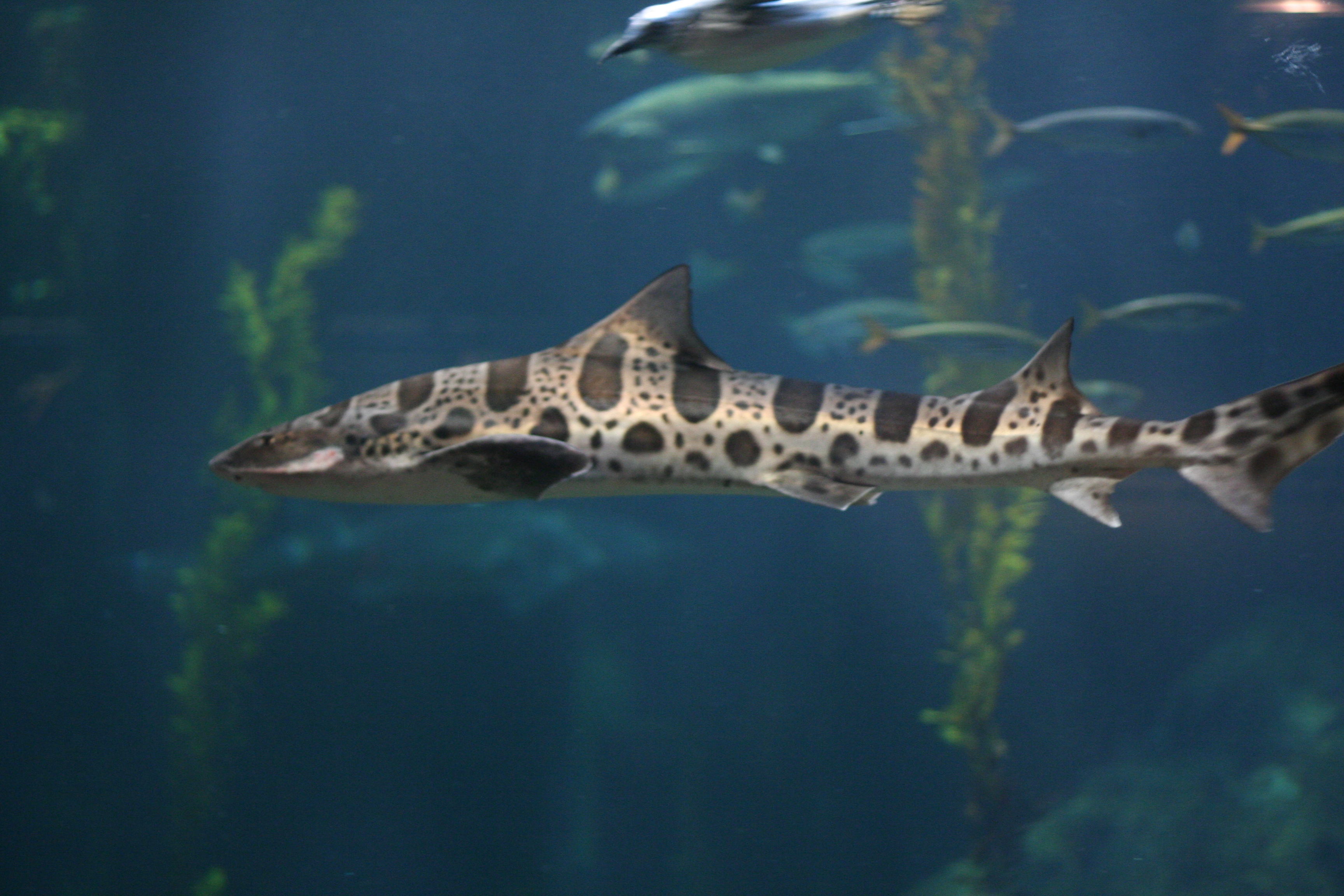 Los mejores fondos de pantalla de Tiburón Leopardo para la pantalla del teléfono