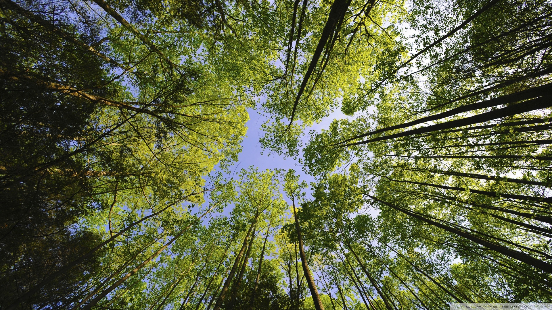 Baixar papel de parede para celular de Árvore, Terra/natureza gratuito.