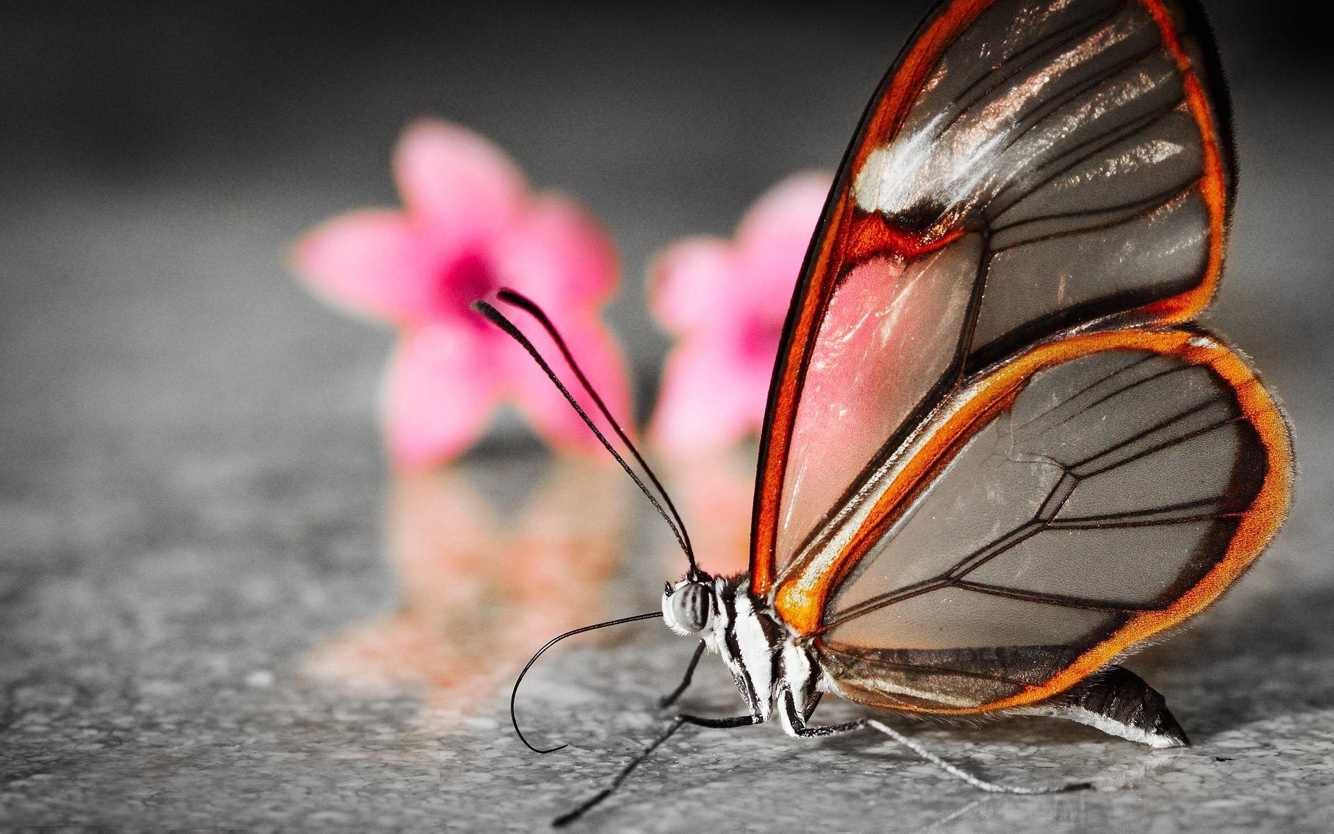 Laden Sie das Blume, Flügel, Makro, Patterns, Schmetterling-Bild kostenlos auf Ihren PC-Desktop herunter