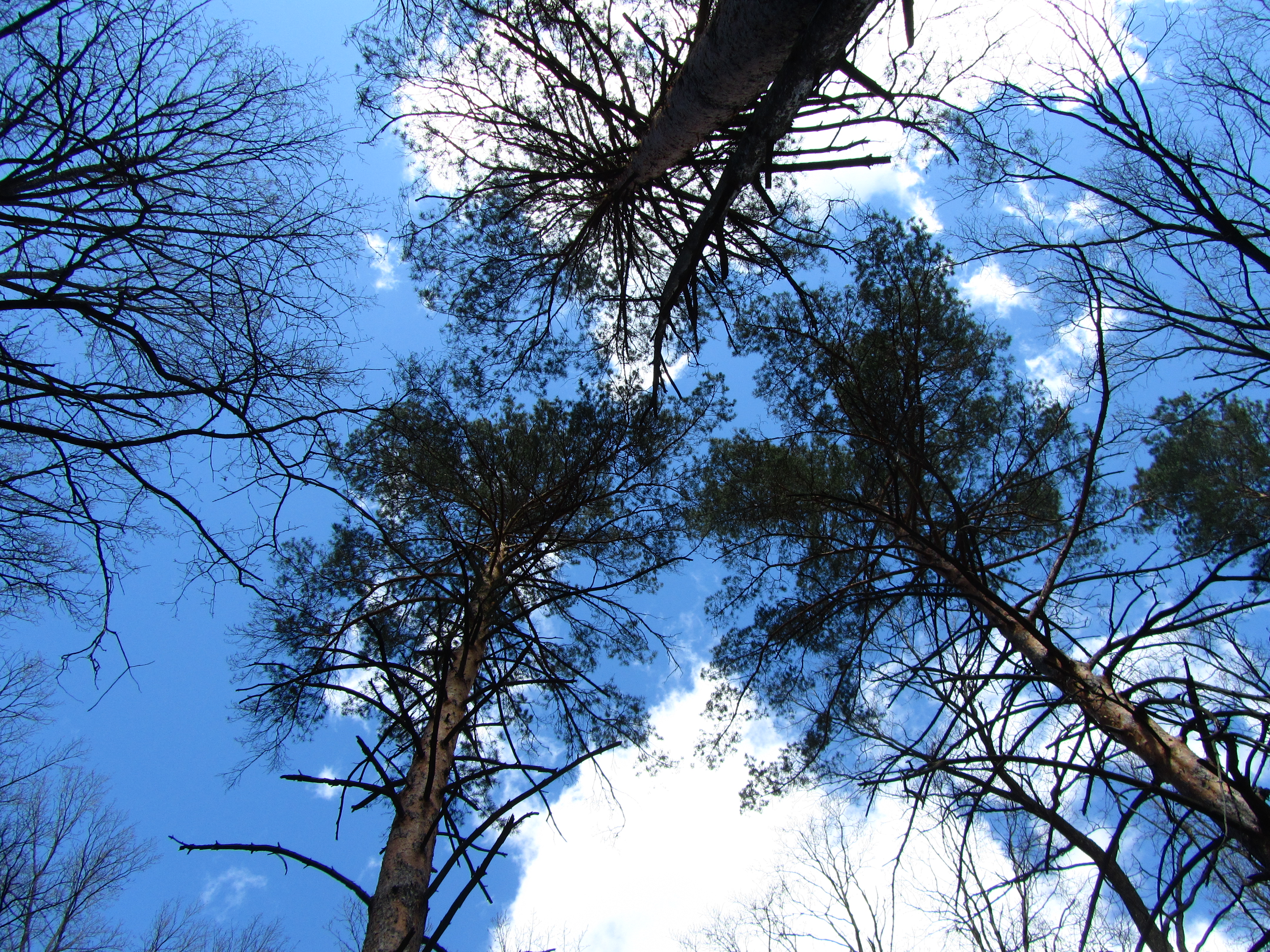 Téléchargez gratuitement l'image Arbre, Terre/nature sur le bureau de votre PC