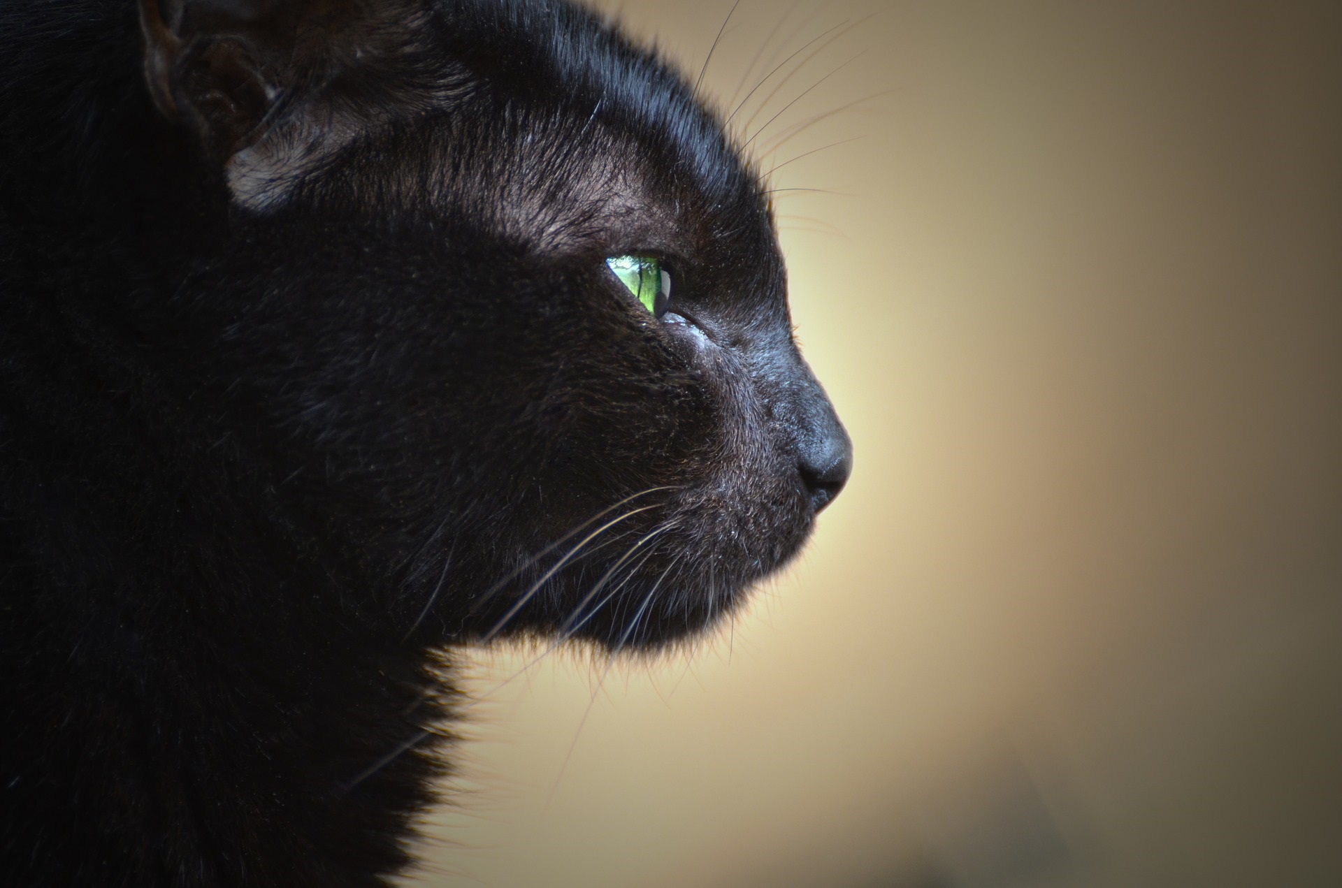 Baixe gratuitamente a imagem Animais, Gatos, Gato na área de trabalho do seu PC