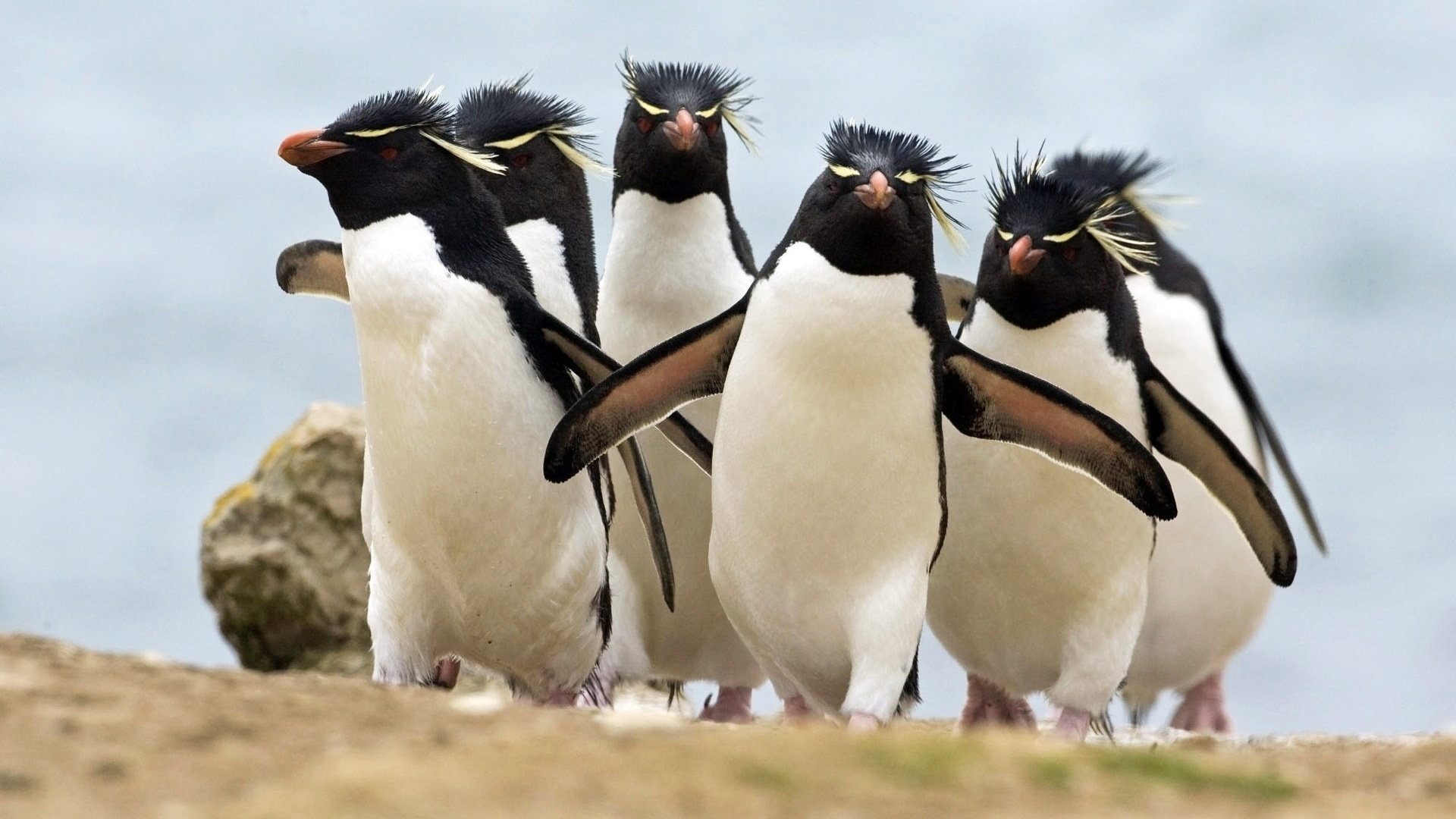 Laden Sie das Tiere, Pinguins-Bild kostenlos auf Ihren PC-Desktop herunter
