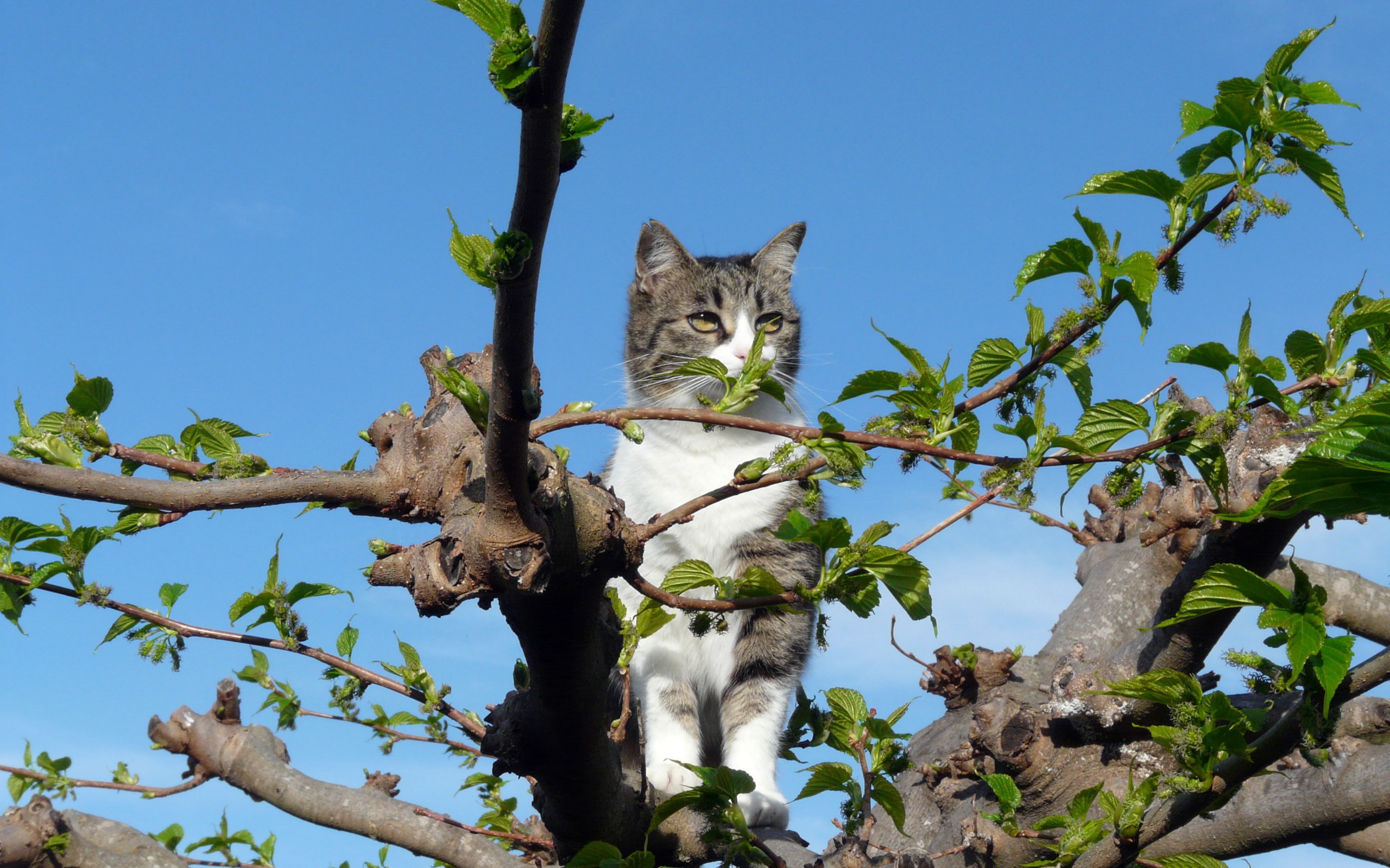 Descarga gratuita de fondo de pantalla para móvil de Animales, Gatos, Gato.