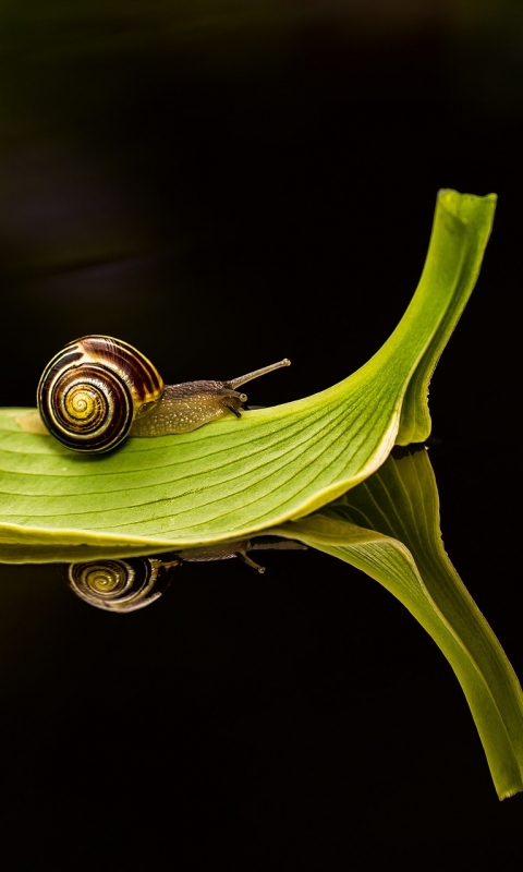 Handy-Wallpaper Tiere, Schnecke kostenlos herunterladen.