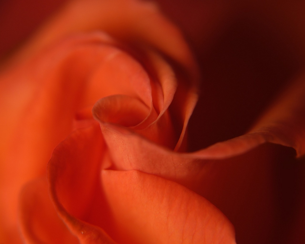 Download mobile wallpaper Rose, Close Up, Earth for free.