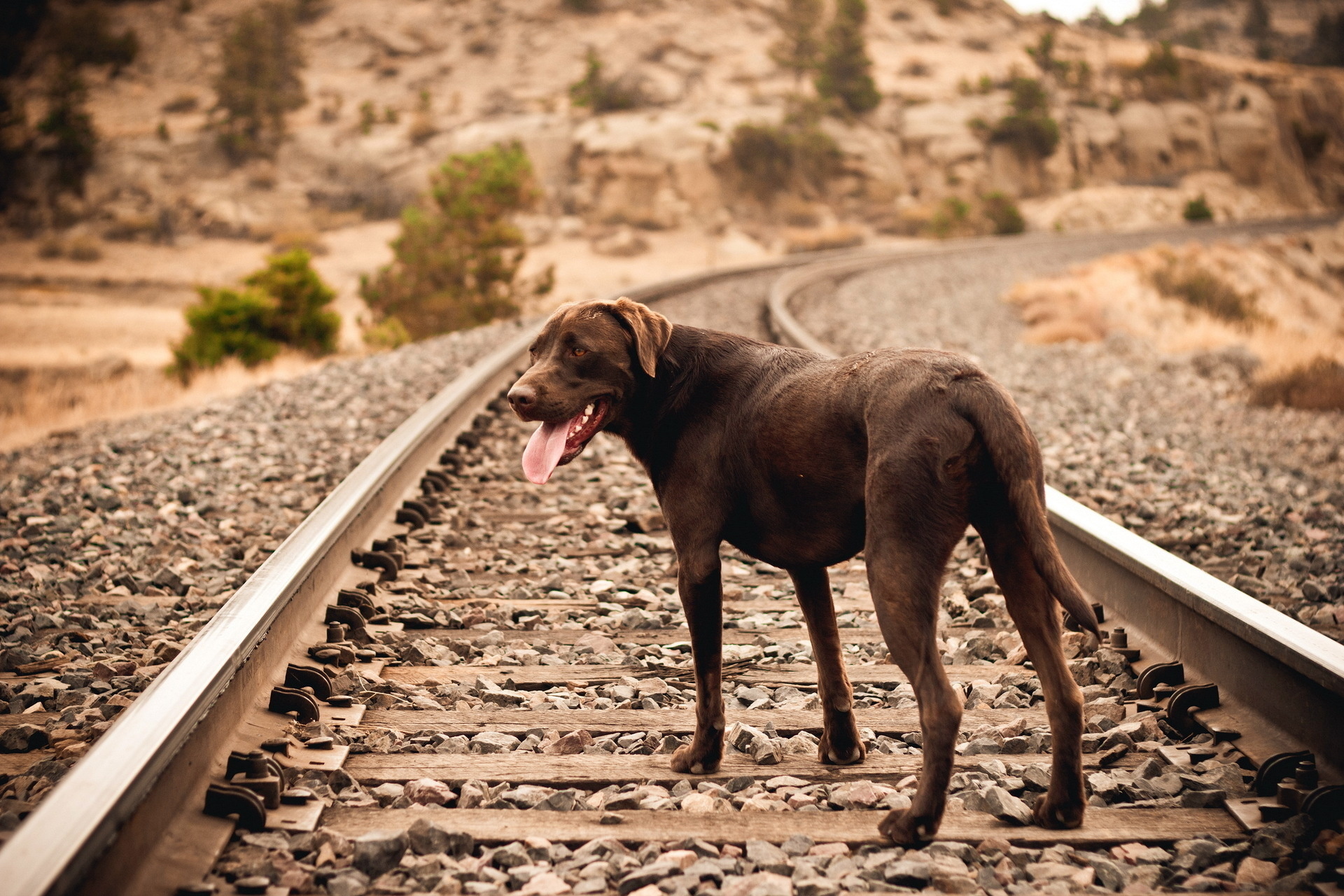 Baixe gratuitamente a imagem Animais, Cães, Cão na área de trabalho do seu PC