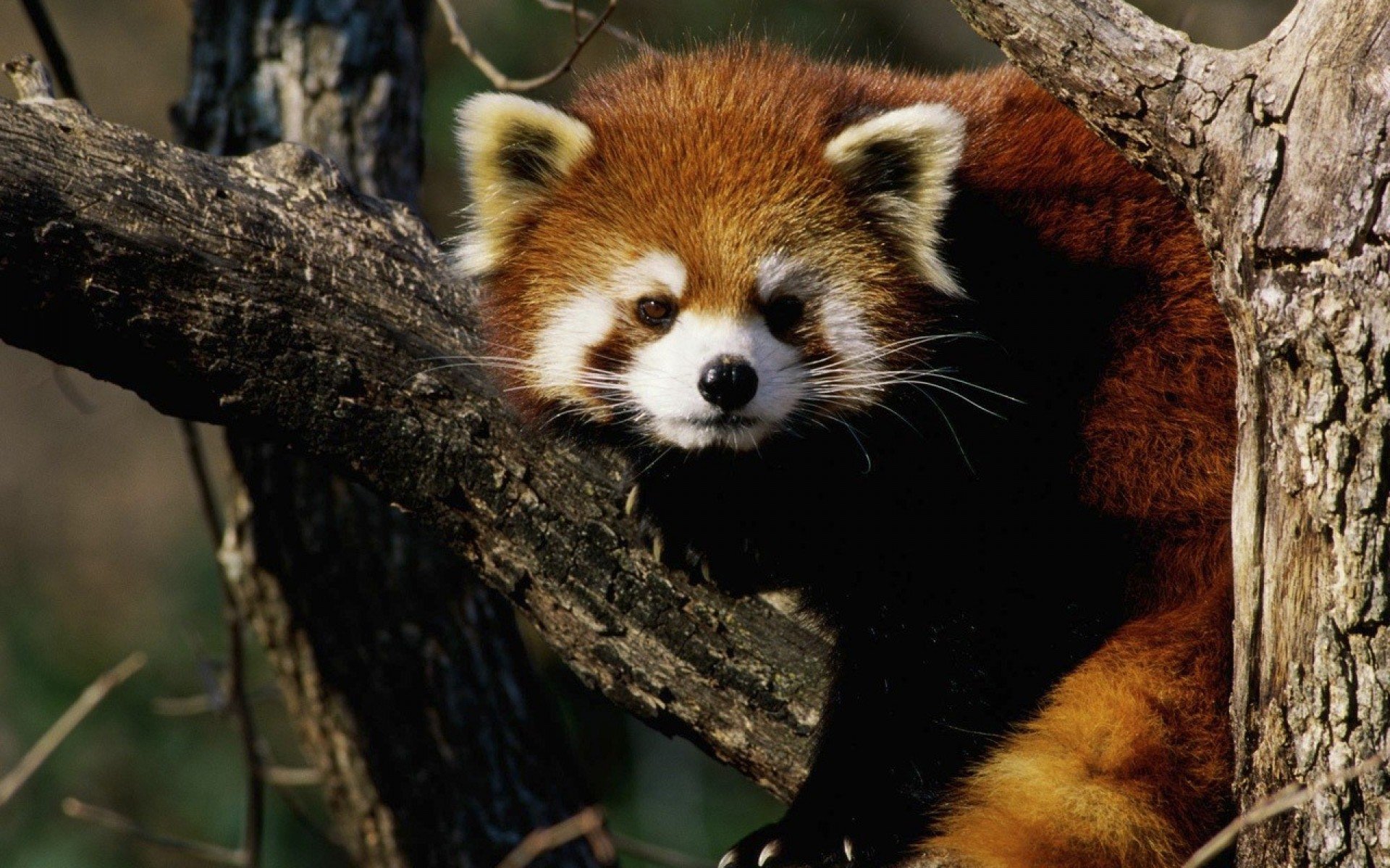 animal, red panda, minor panda