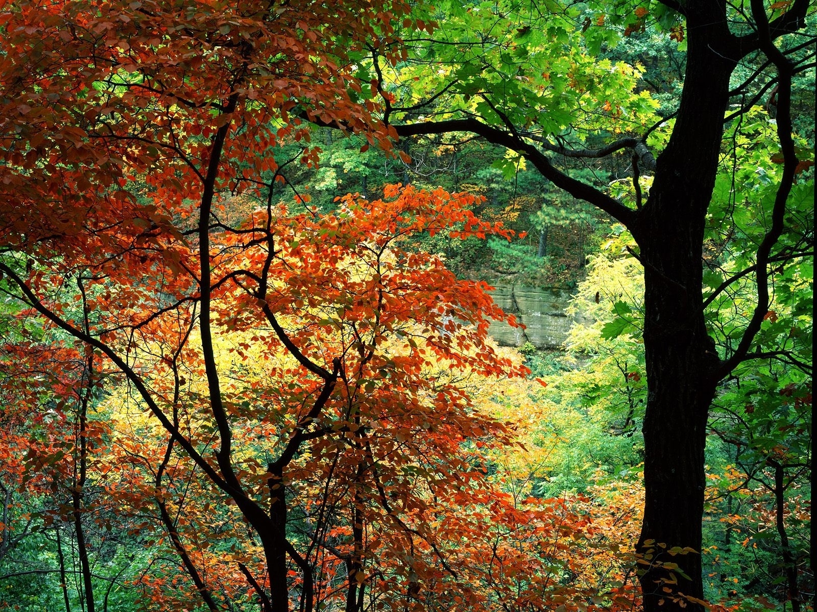 Baixe gratuitamente a imagem Natureza, Floresta, Árvore, Terra/natureza na área de trabalho do seu PC