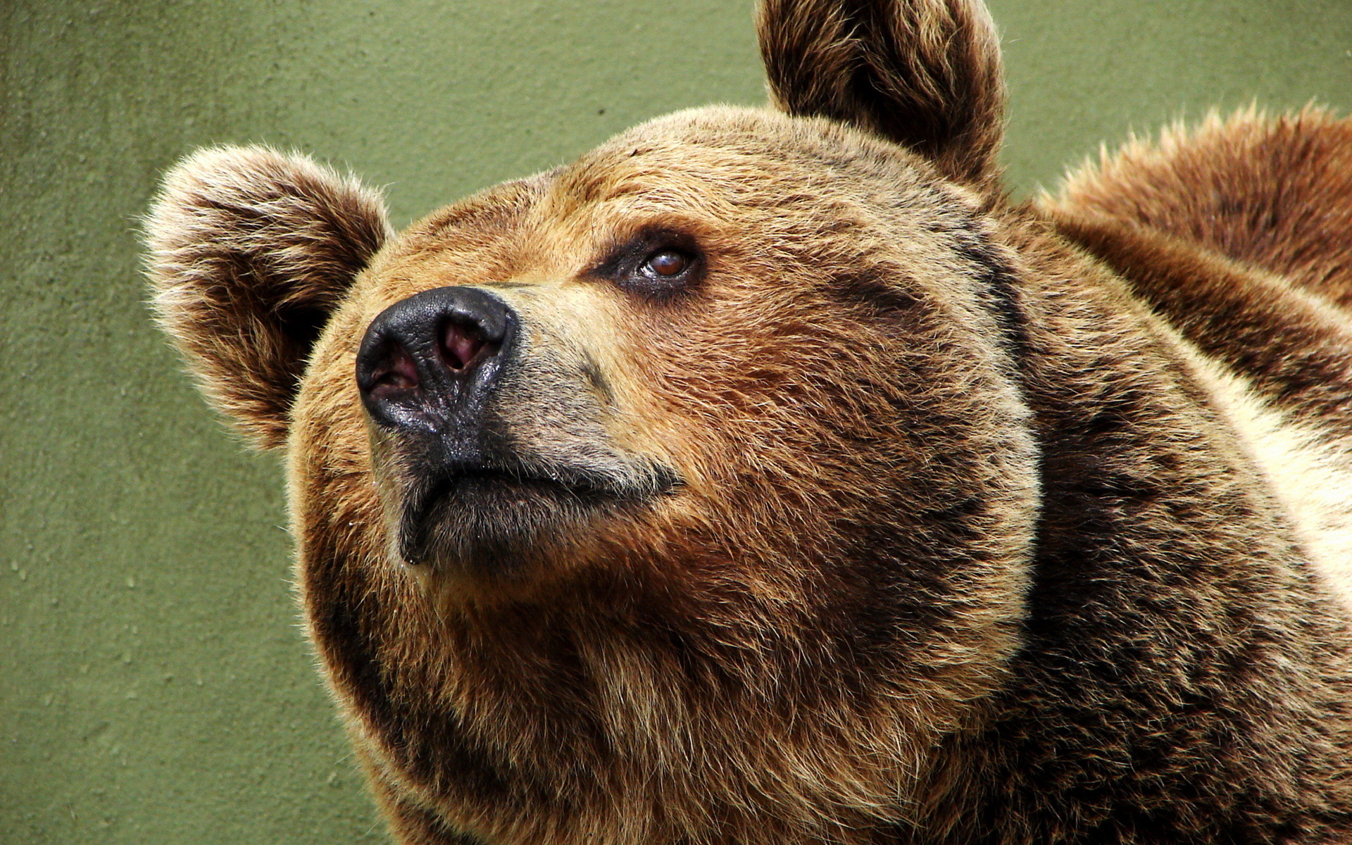 Скачать картинку Медведи, Медведь, Животные в телефон бесплатно.