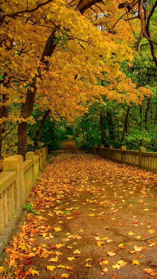 Download mobile wallpaper Park, Tree, Fall, Bridge, Photography for free.