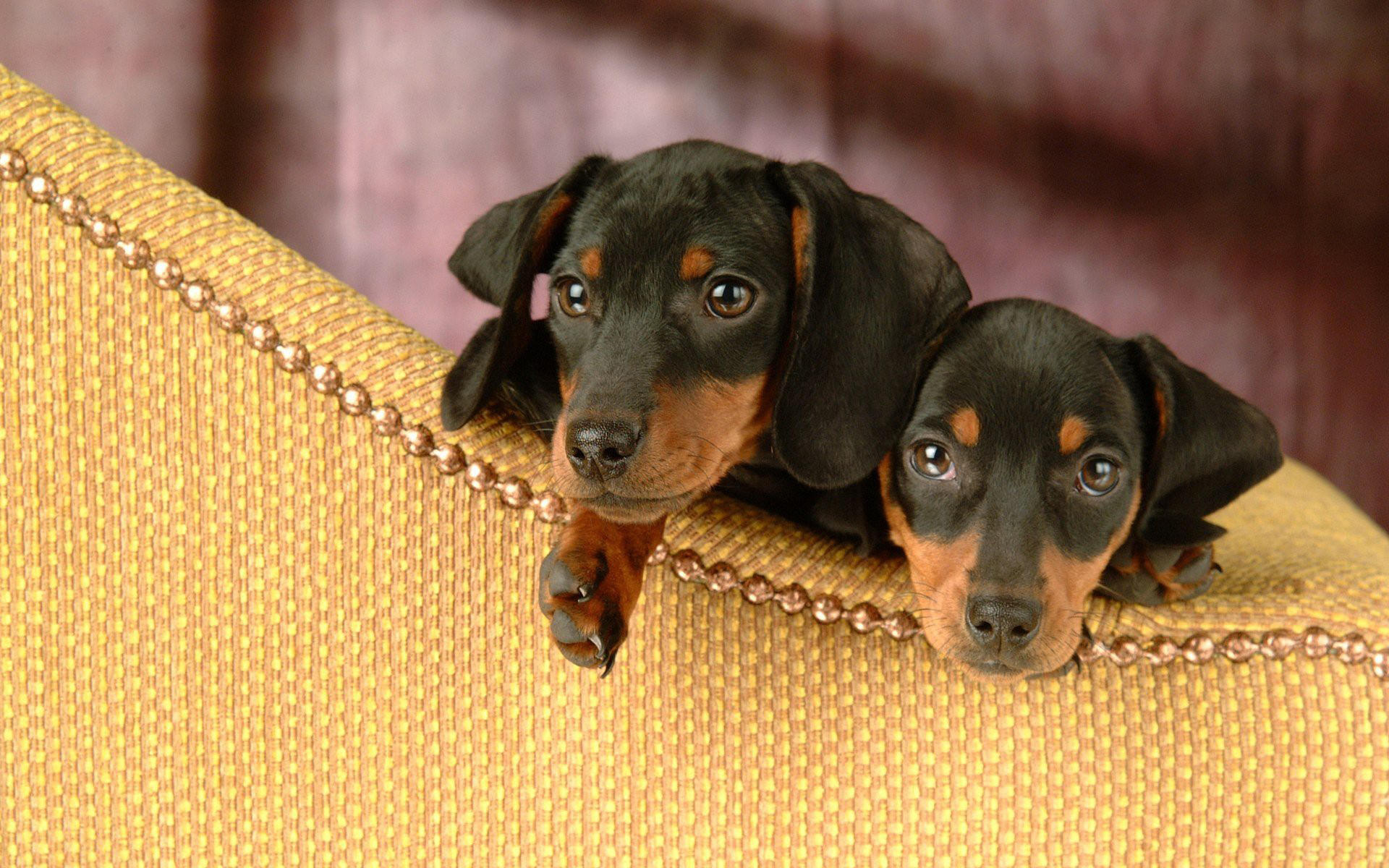 262939 baixar imagens animais, dachshund, cães - papéis de parede e protetores de tela gratuitamente