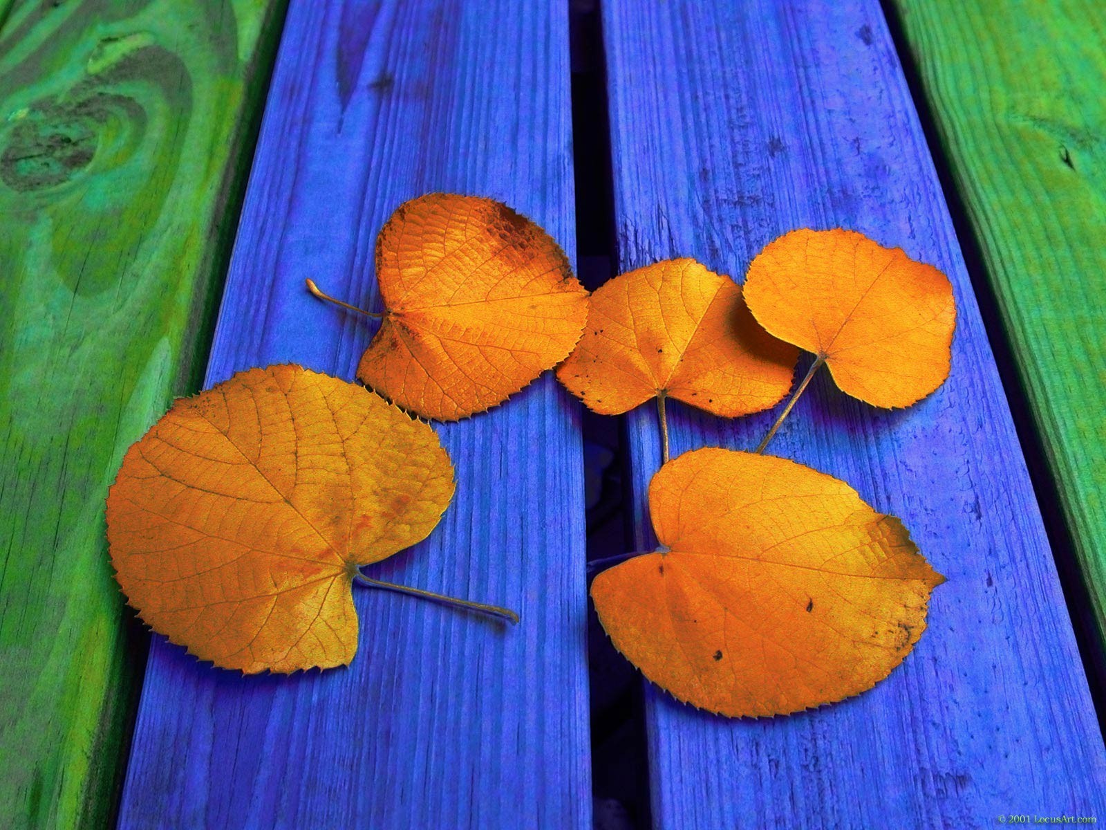 Download mobile wallpaper Wood, Leaf, Fall, Earth, Colorful for free.