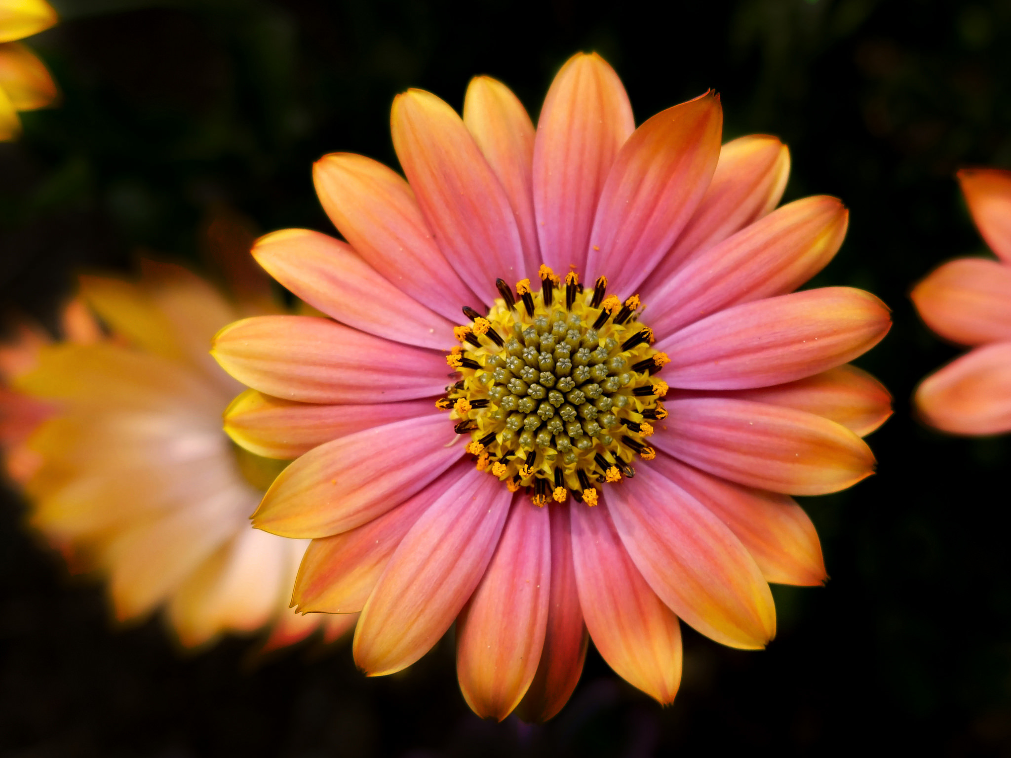 Download mobile wallpaper Nature, Flowers, Flower, Close Up, Earth, Daisy, Pink Flower for free.