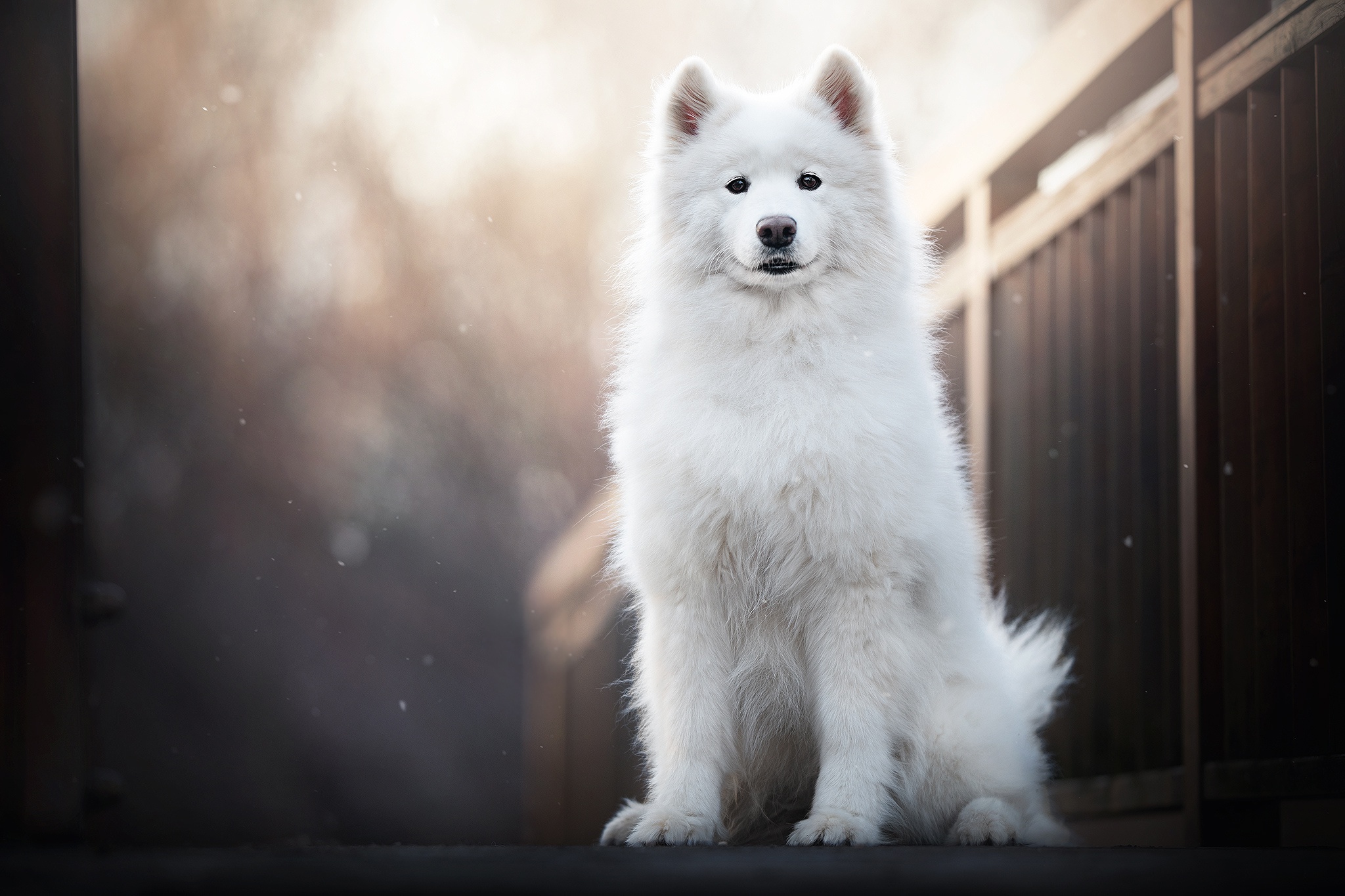 Laden Sie das Tiere, Hunde, Hund, Samojede-Bild kostenlos auf Ihren PC-Desktop herunter