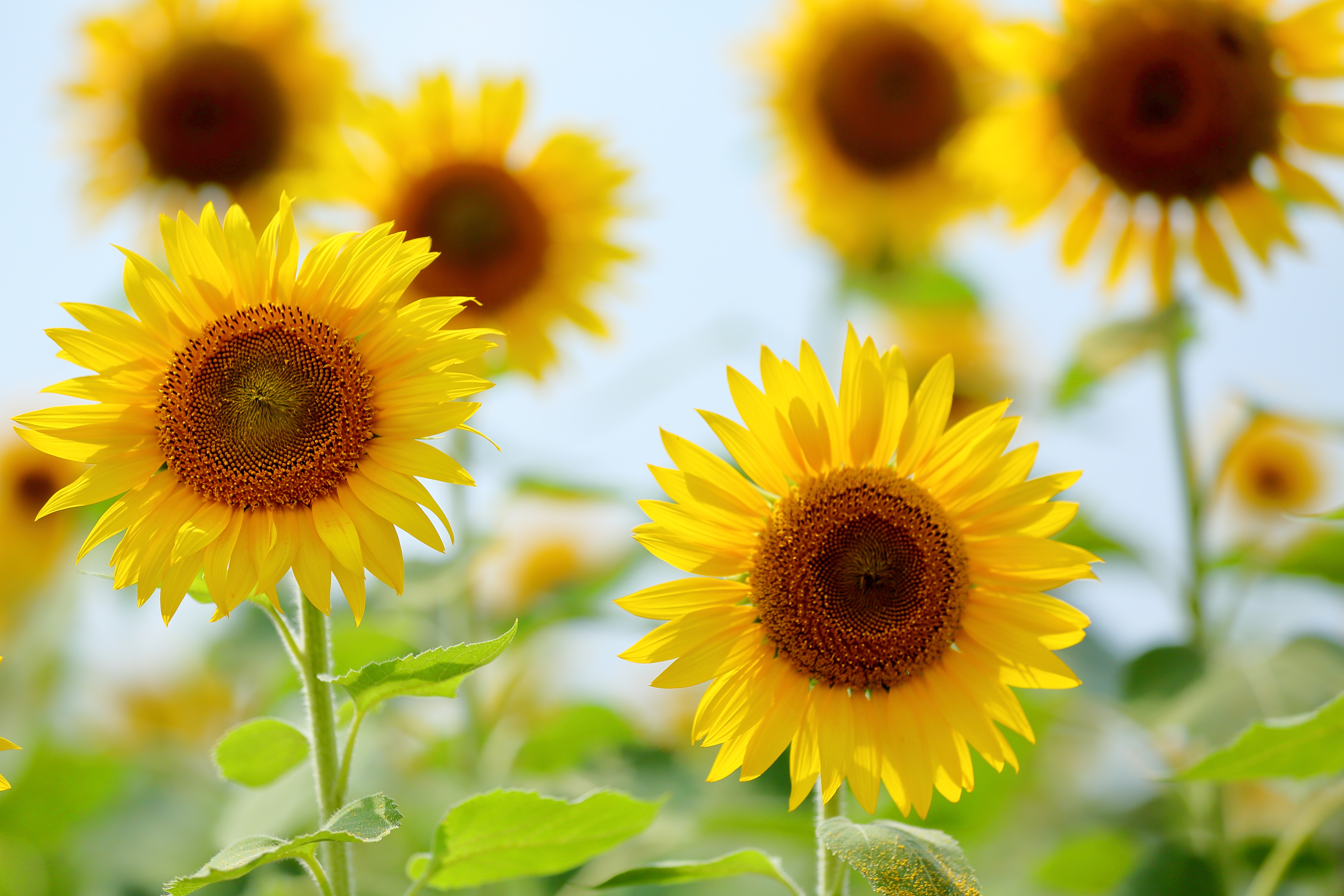 Laden Sie das Blumen, Sommer, Blume, Nahansicht, Sonnenblume, Gelbe Blume, Erde/natur-Bild kostenlos auf Ihren PC-Desktop herunter