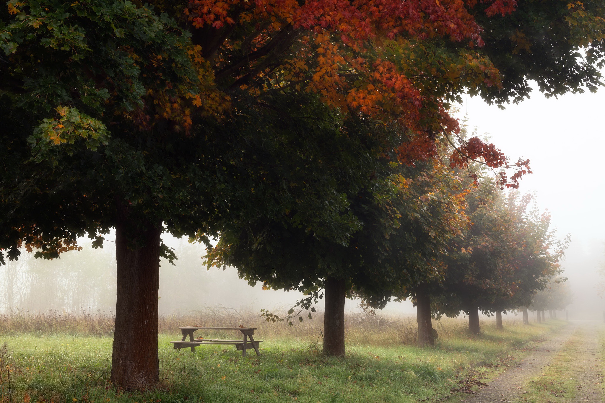 Free download wallpaper Park, Tree, Fog, Fall, Bench, Photography on your PC desktop