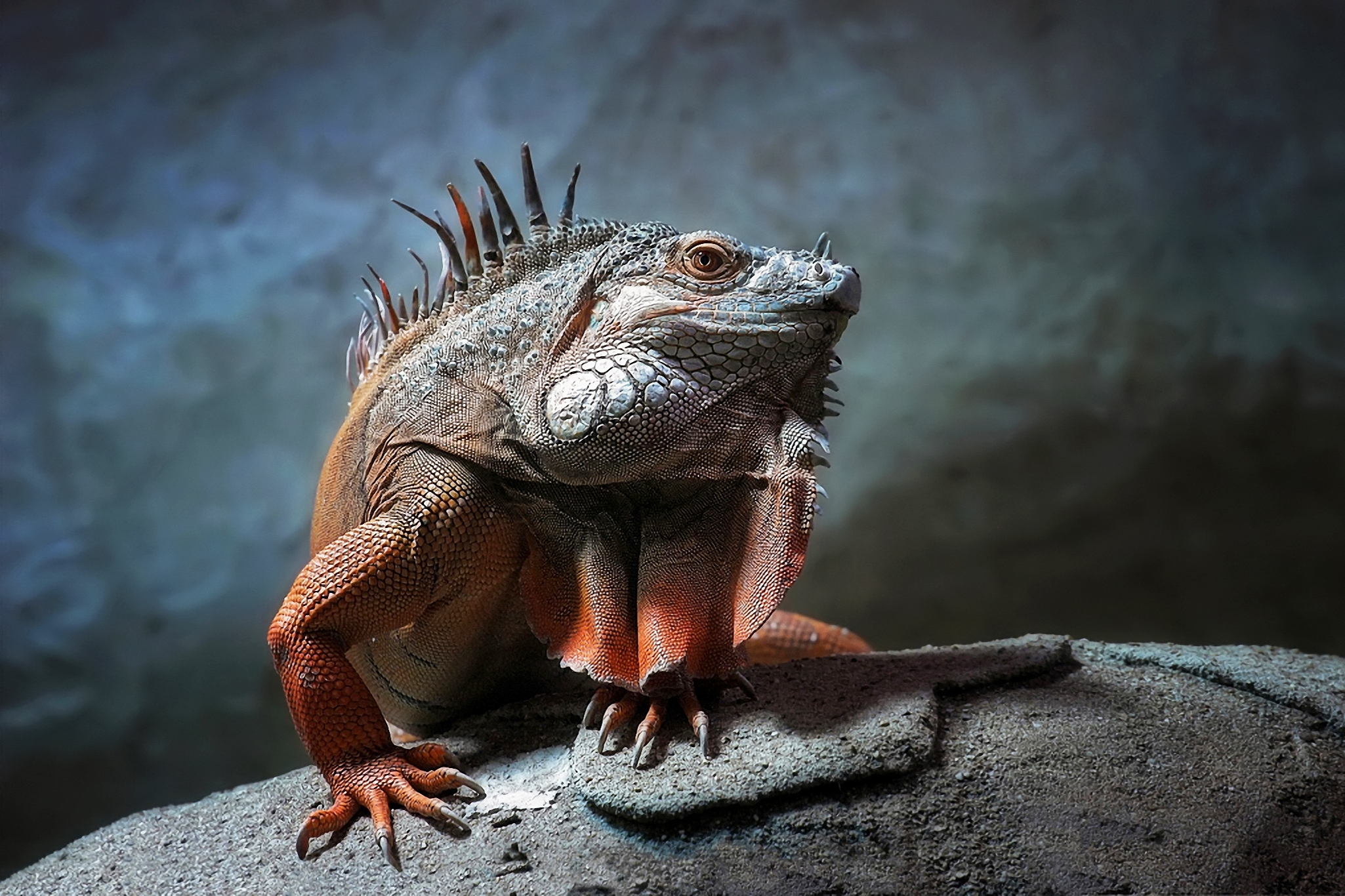 Iguana HD download for free