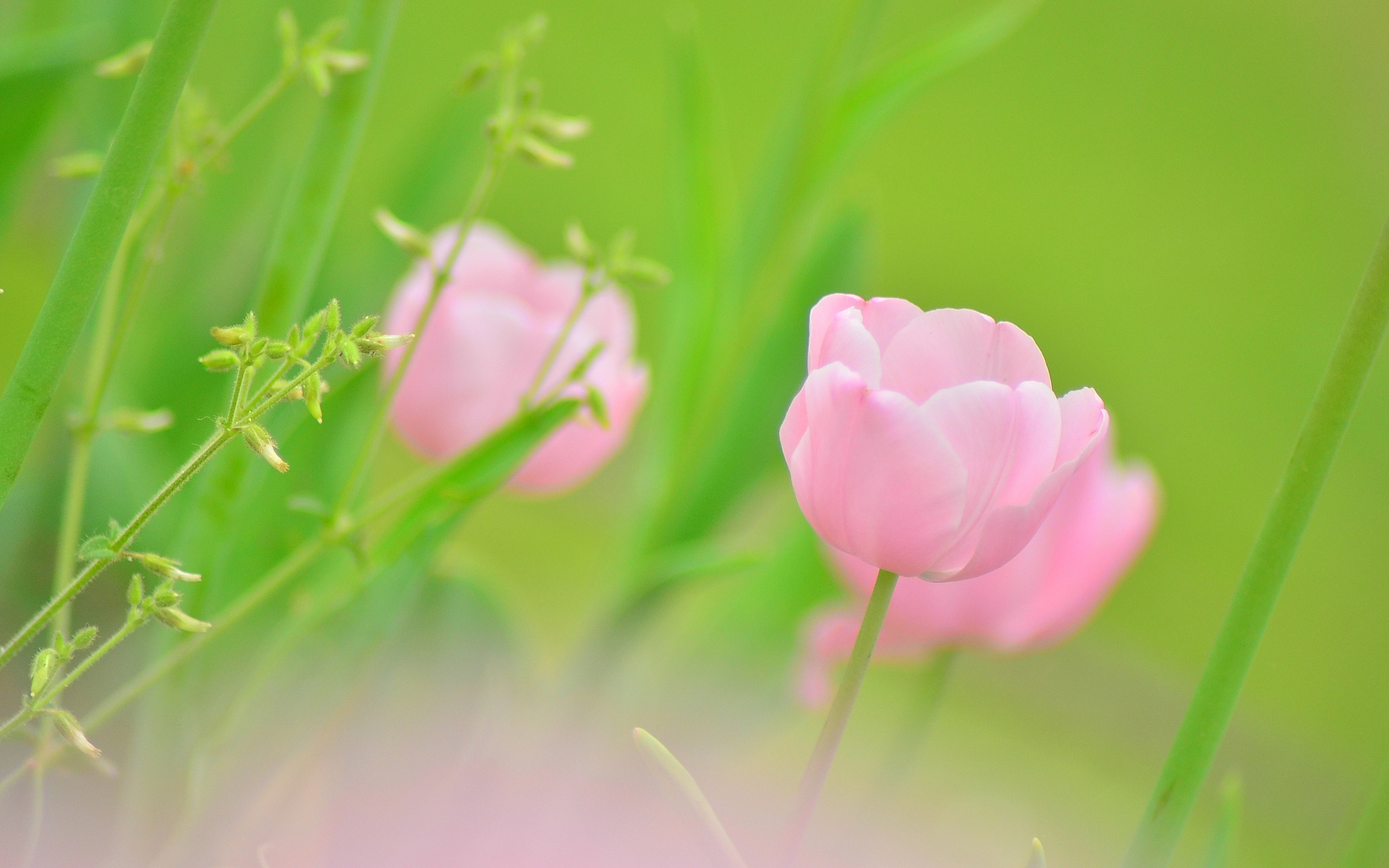 PCデスクトップにチューリップ, 花, 地球, ピンクの花画像を無料でダウンロード