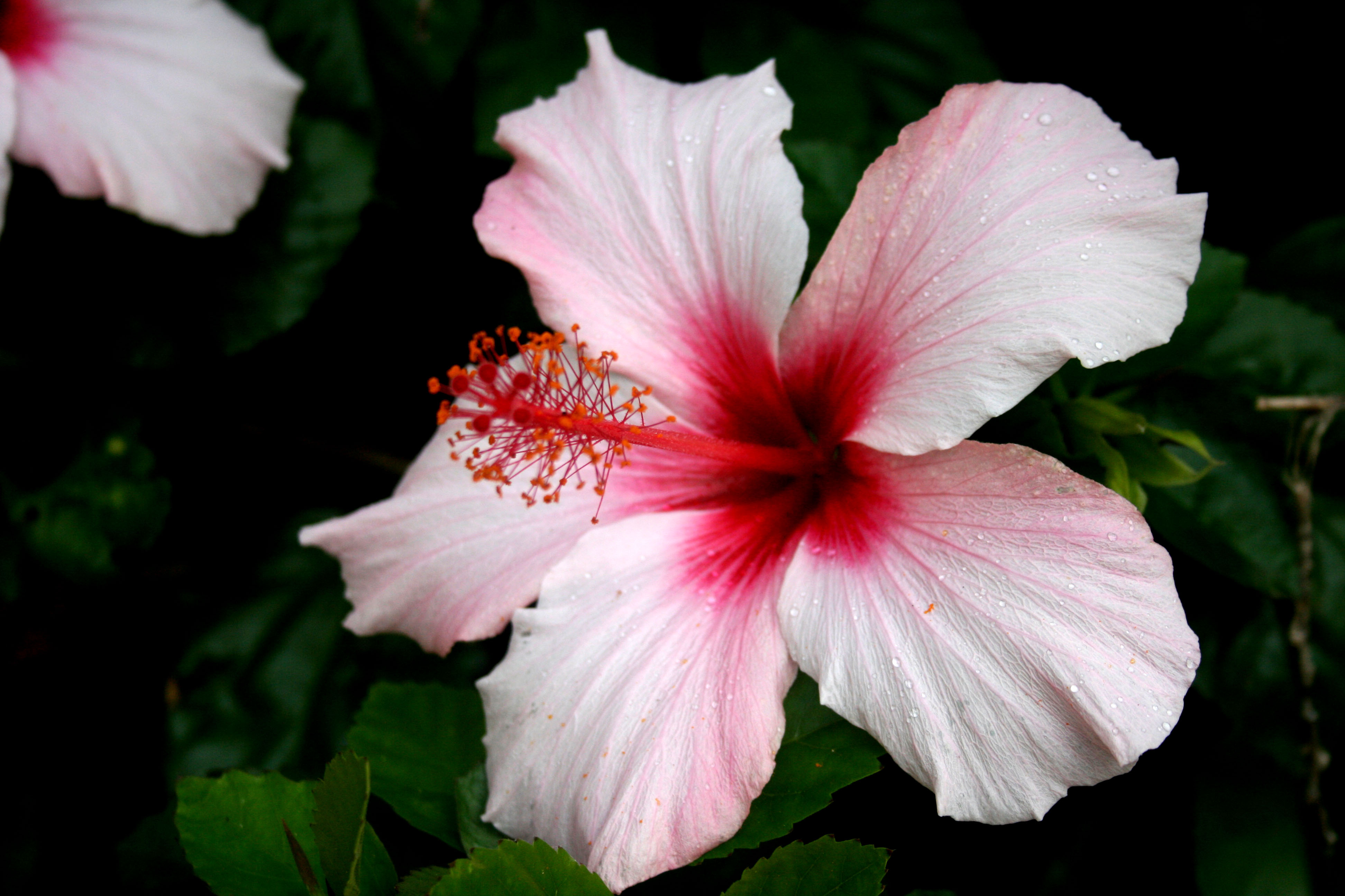Descarga gratis la imagen Flores, Flor, Flor Rosa, De Cerca, Hibisco, Tierra/naturaleza en el escritorio de tu PC