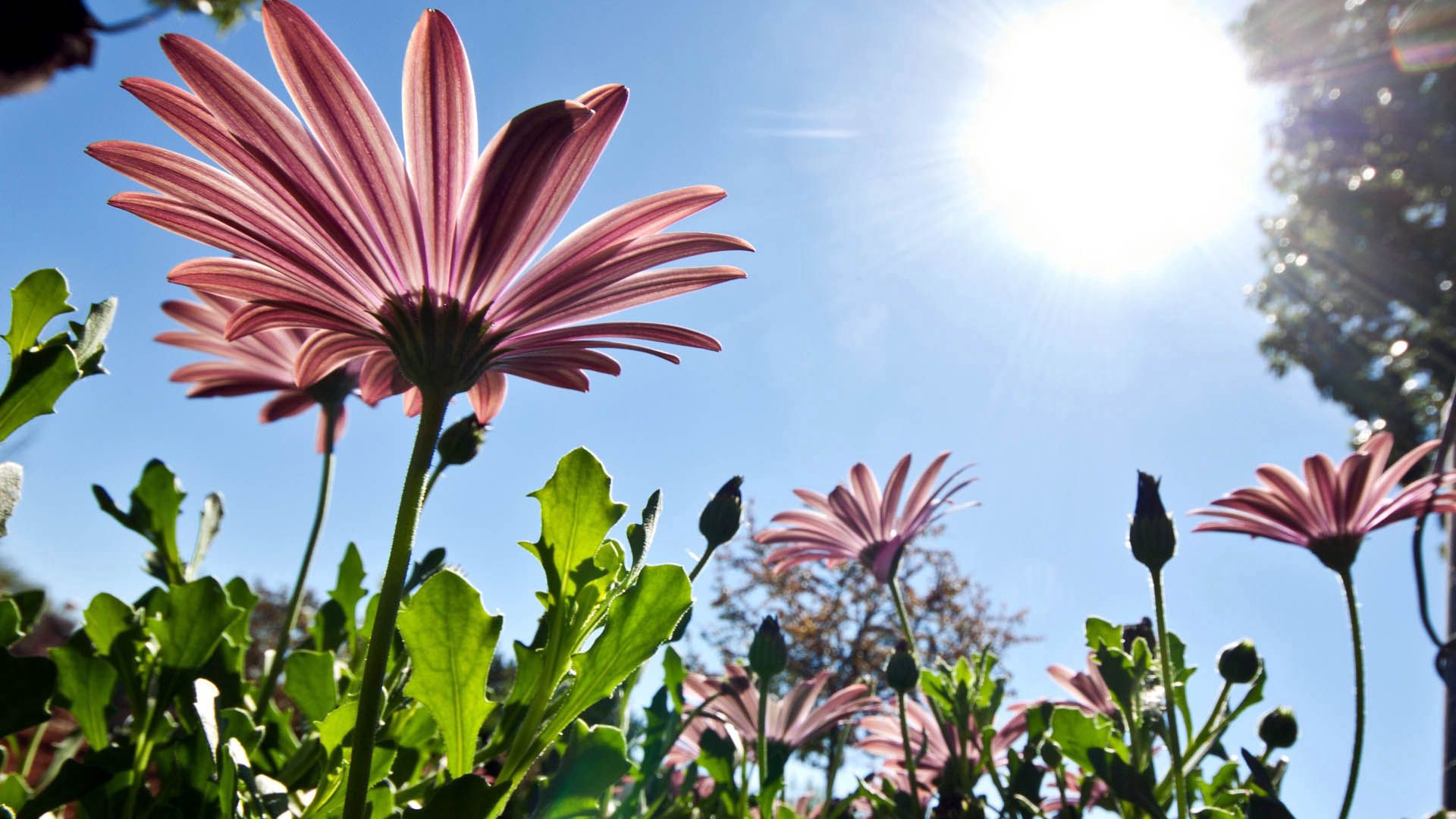 Laden Sie das Blumen, Sky, Scheinen, Licht, Sommer-Bild kostenlos auf Ihren PC-Desktop herunter