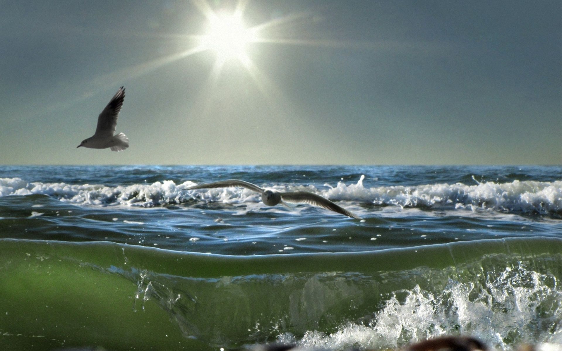 91001 descargar imagen naturaleza, birds, mar, sol, gaviotas, ondas, brillar, luz, rociar, día: fondos de pantalla y protectores de pantalla gratis