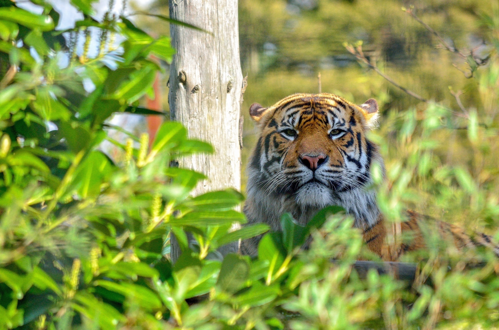 115566 скачать картинку тигр, дикая кошка, отдых, животные, морда, хищник, заросли - обои и заставки бесплатно