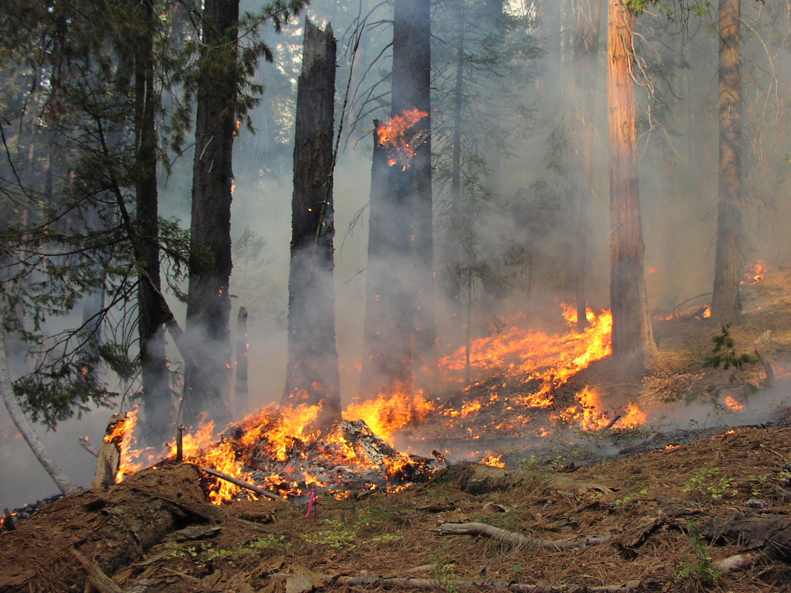 Laden Sie das Natur, Feuer, Wald, Fotografie-Bild kostenlos auf Ihren PC-Desktop herunter