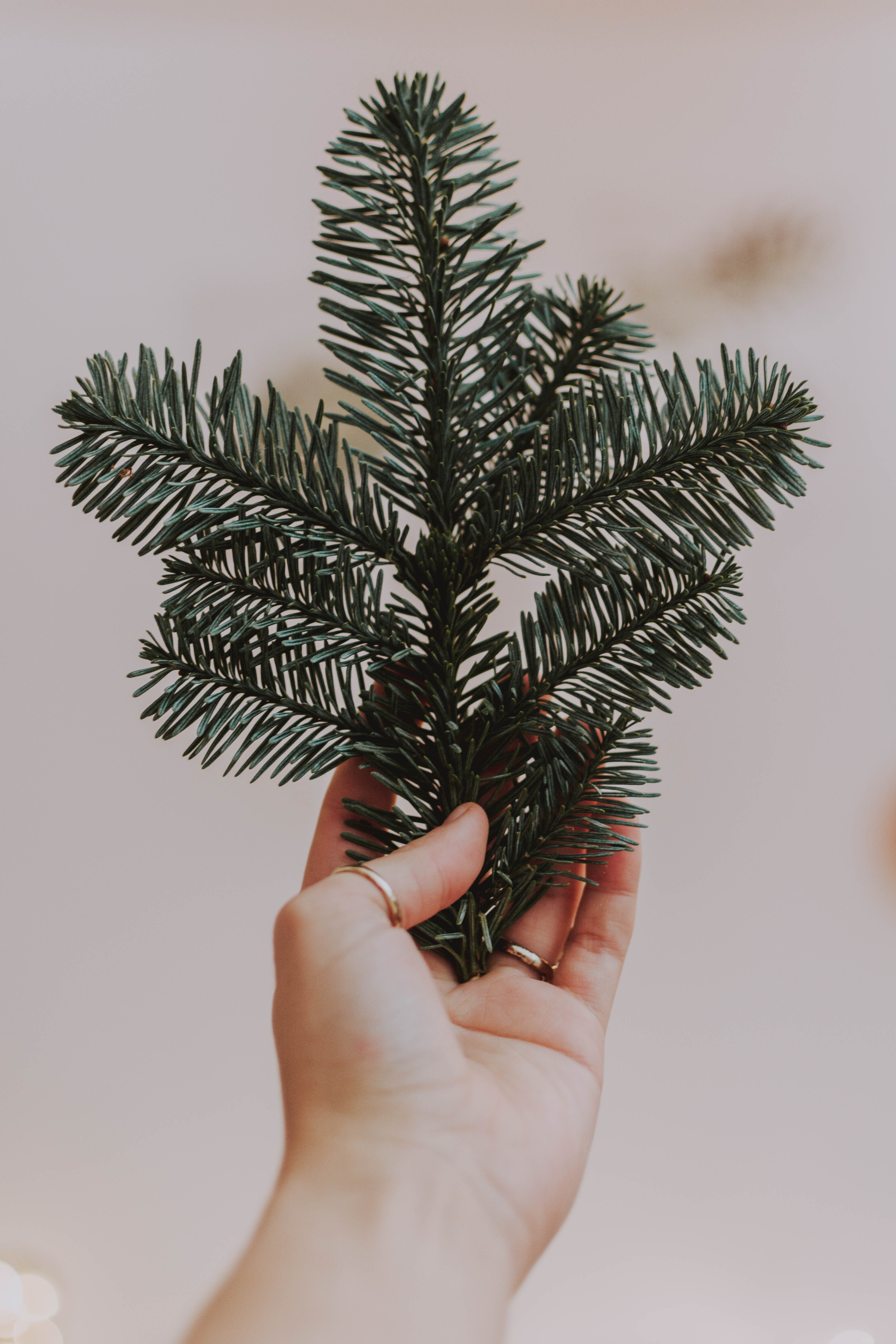 Download mobile wallpaper Spruce, Fir, Needles, Miscellanea, Miscellaneous, Branch, Hand for free.