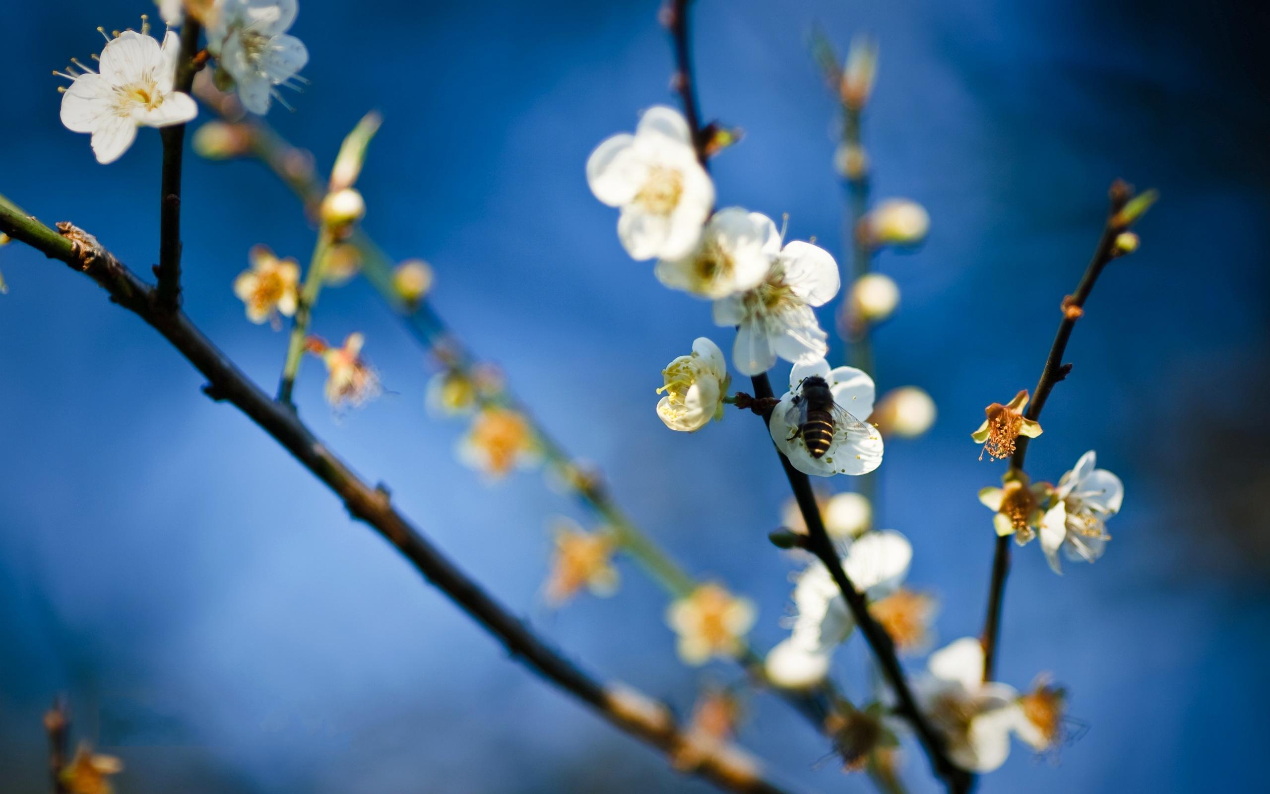 Free download wallpaper Blossom, Flowers, Earth on your PC desktop