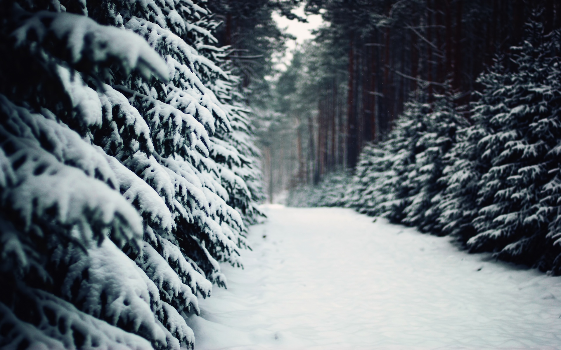 Descarga gratuita de fondo de pantalla para móvil de Invierno, Tierra/naturaleza.