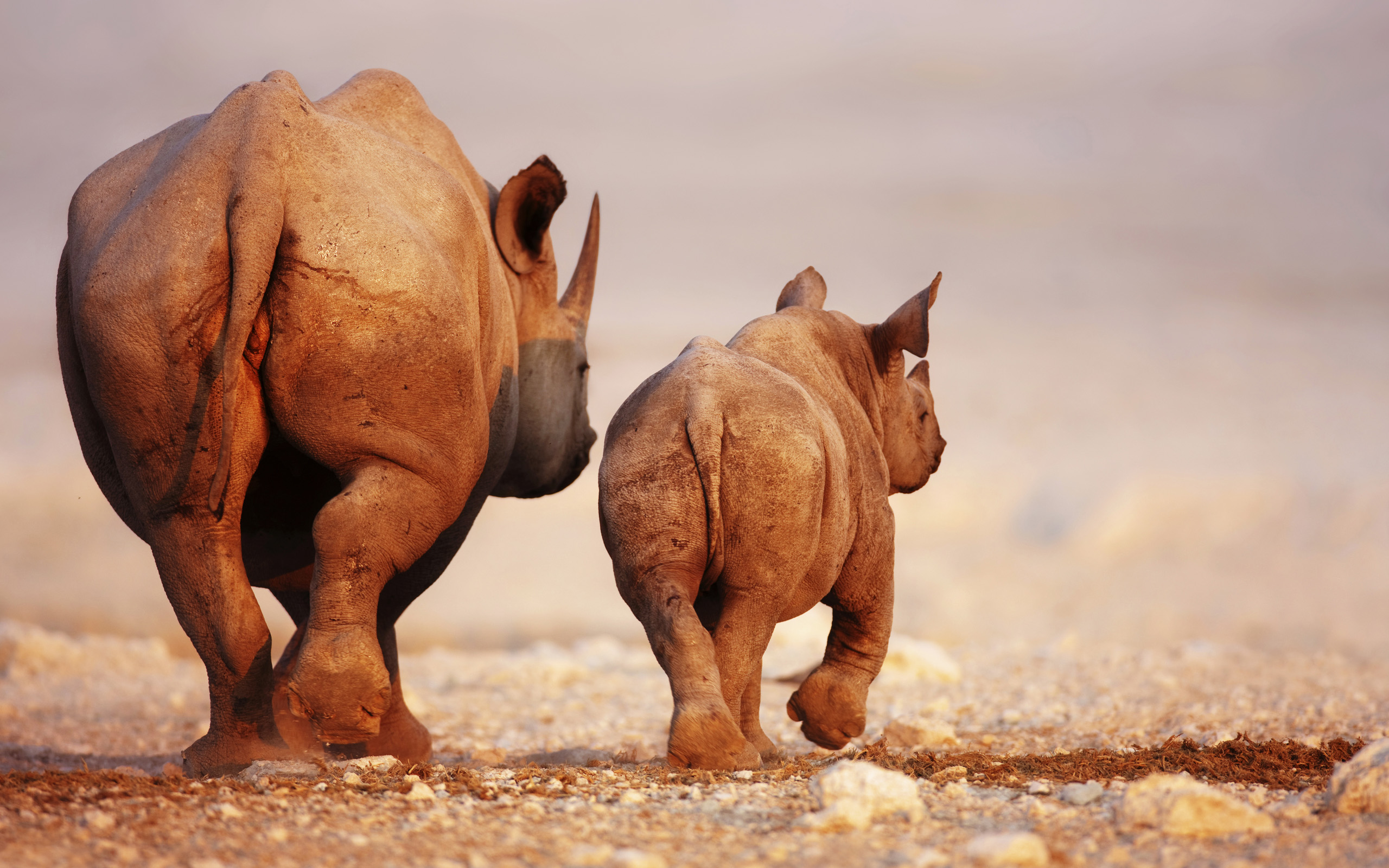 281222 скачать картинку животные, носорог - обои и заставки бесплатно