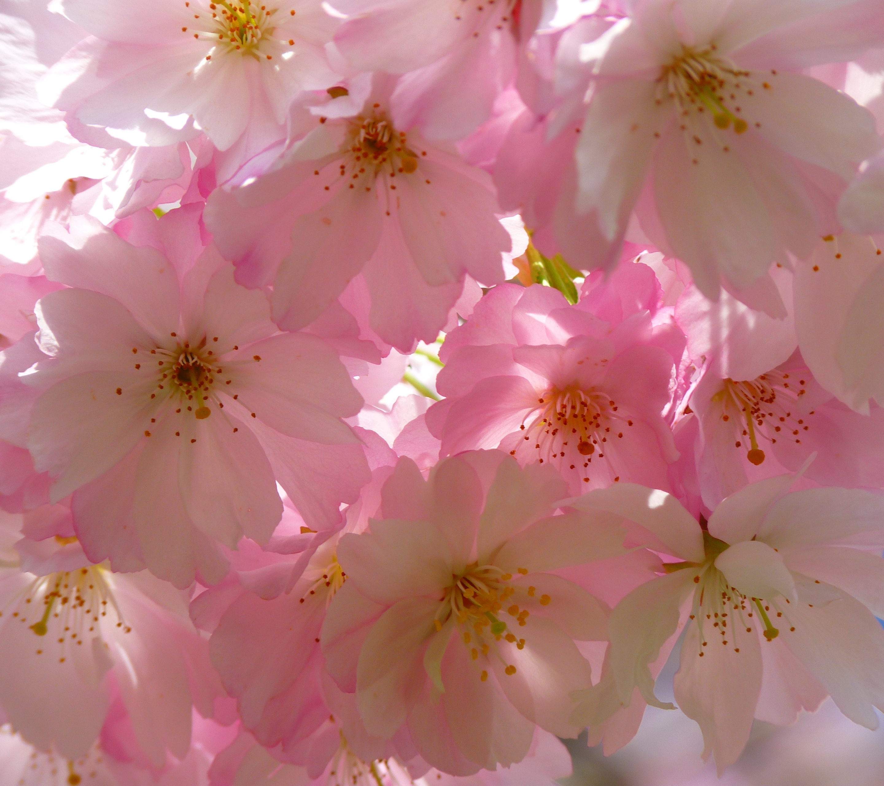 Handy-Wallpaper Natur, Blumen, Blume, Ast, Zweig, Nahansicht, Blüte, Kirschblüte, Erde/natur, Pinke Blume kostenlos herunterladen.