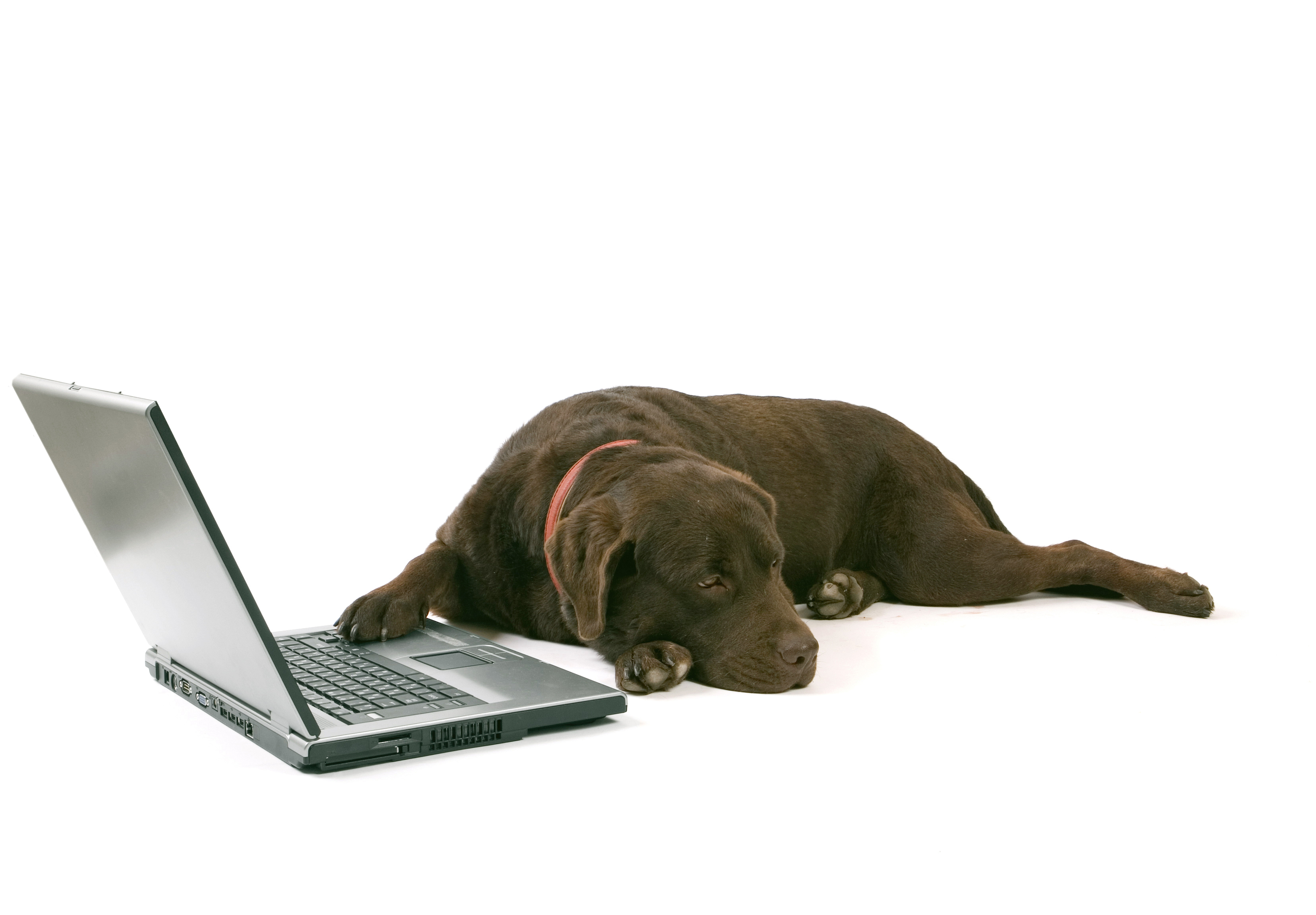 PCデスクトップに動物, 犬, コンピューター画像を無料でダウンロード